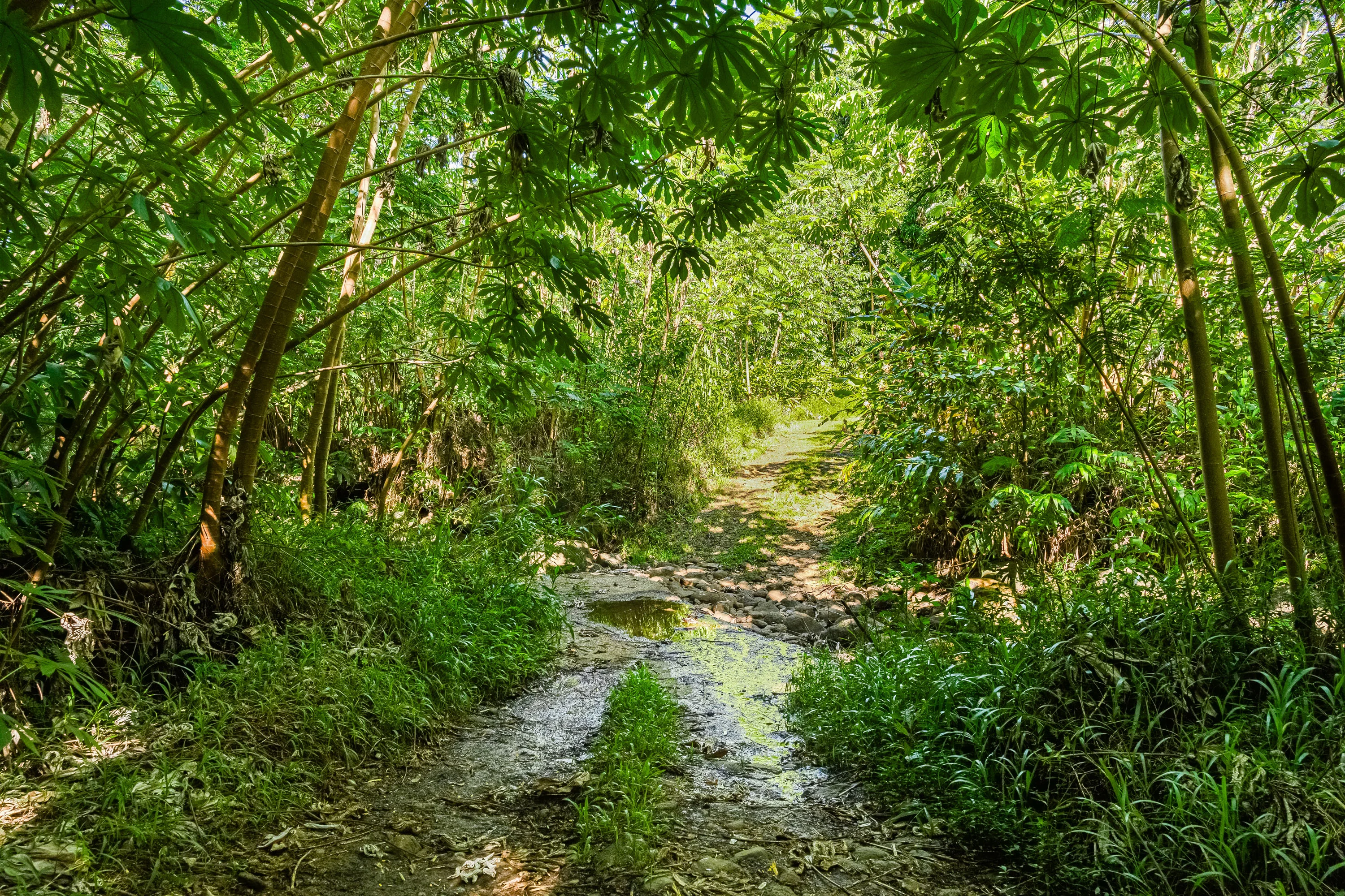Kuhio Highway, Hanalei, Kauai, Hawaii  - Hanalei_Hideaway_12_yxhnex