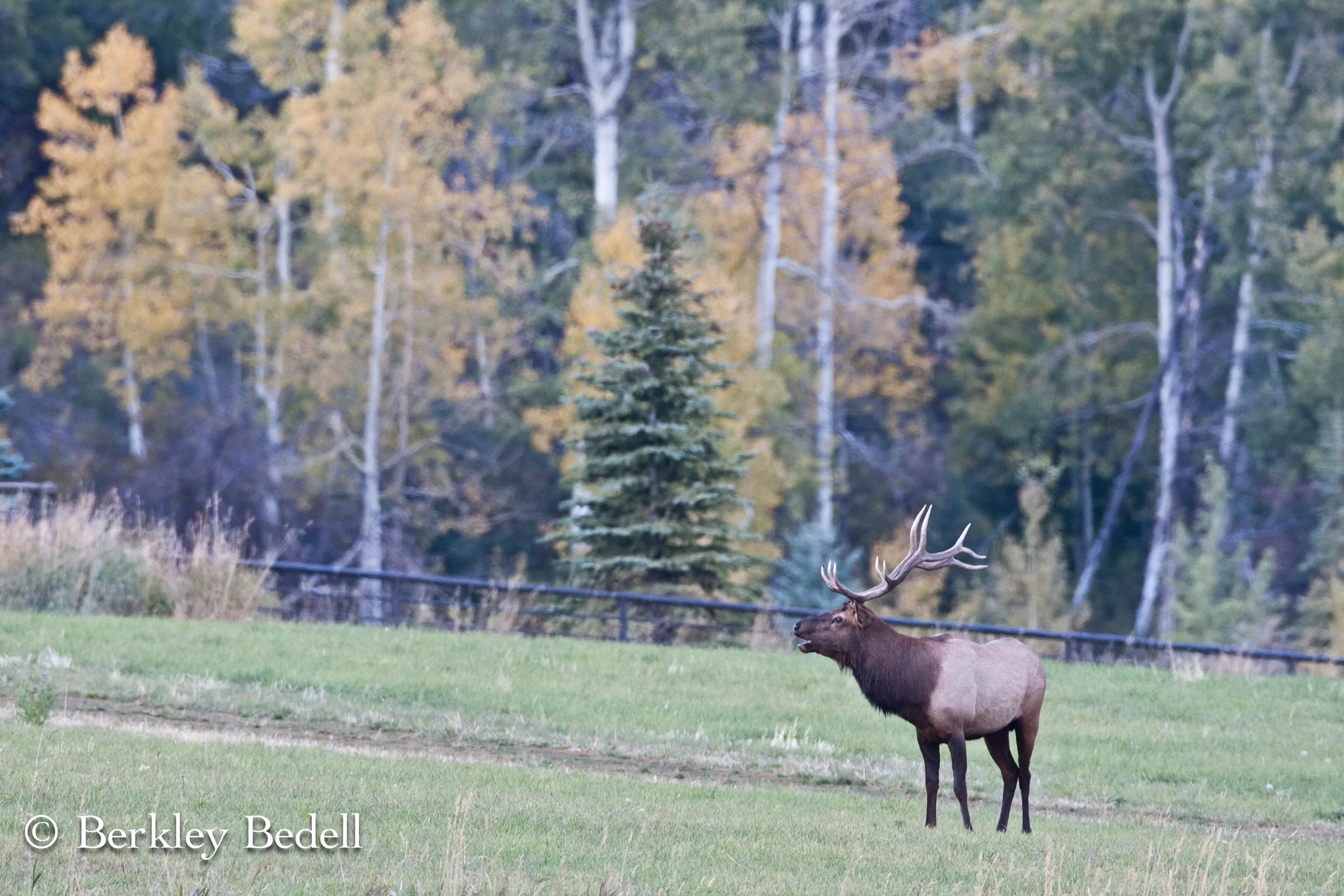 2900 Taylor Creek Road, Near Aspen, Colorado 81621 - peace-ranch-2900-taylor-creek-rd-basalt-co-luxury-real-estate-3_jjaajx