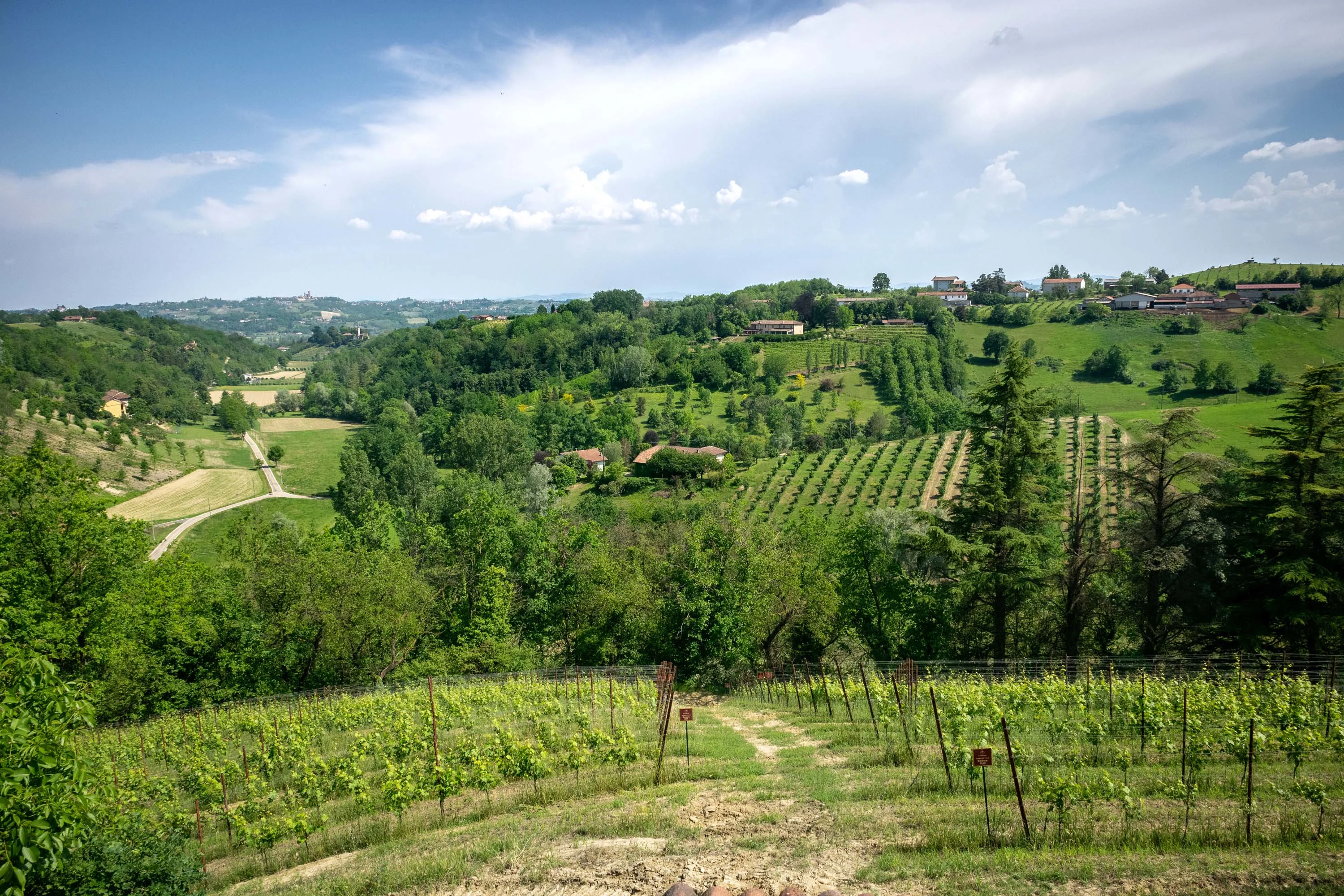 Azienda Agricola Montefiorito, Asti, Monferrato Region, Piedmont , Italy - 39_-_AST2605_Asti-53_madzzt