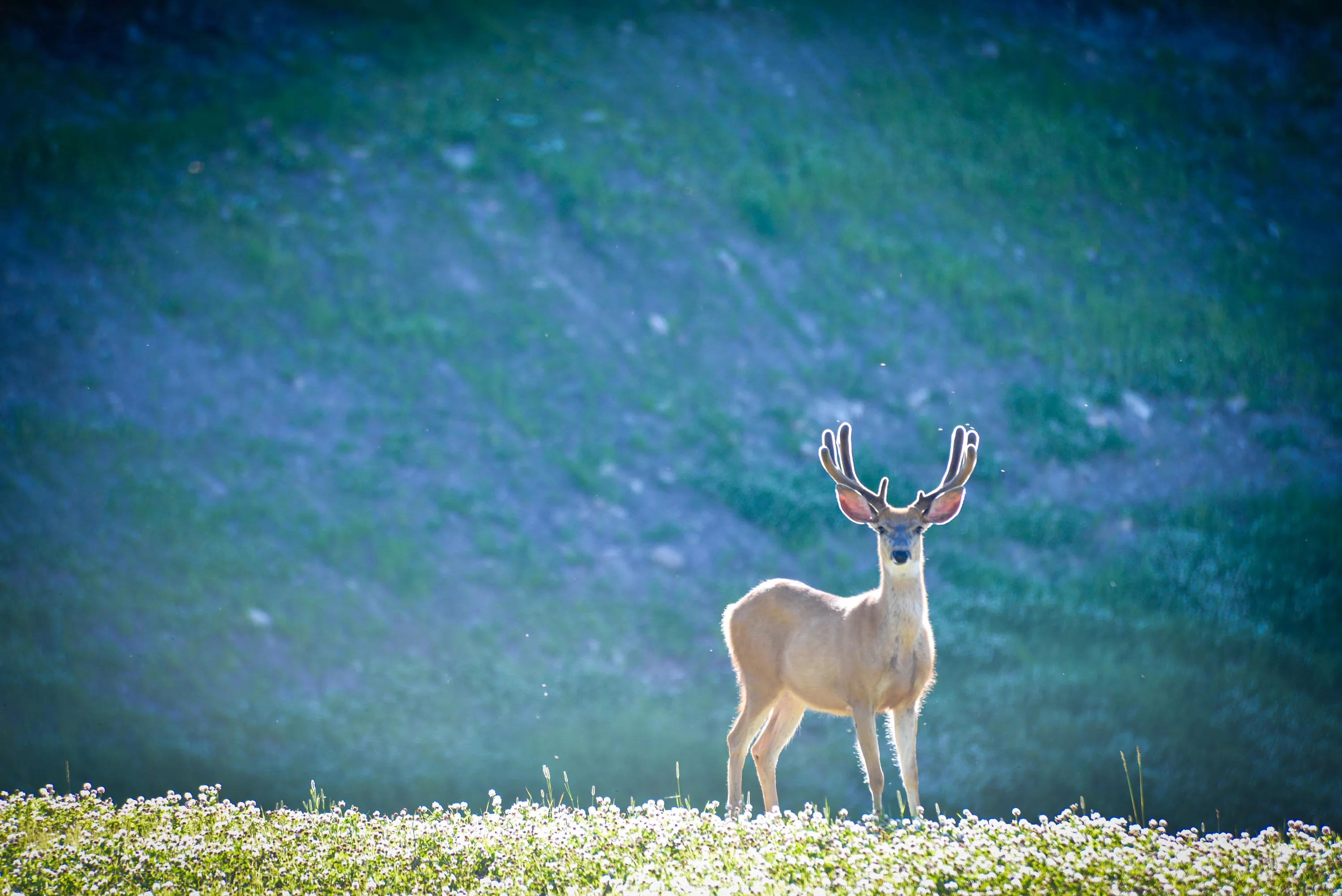 985 Elk Ridge Road, Jackson Hole, Wyoming  - yellowstone-preserve-big-sky-mt-general_09_pw7k7o