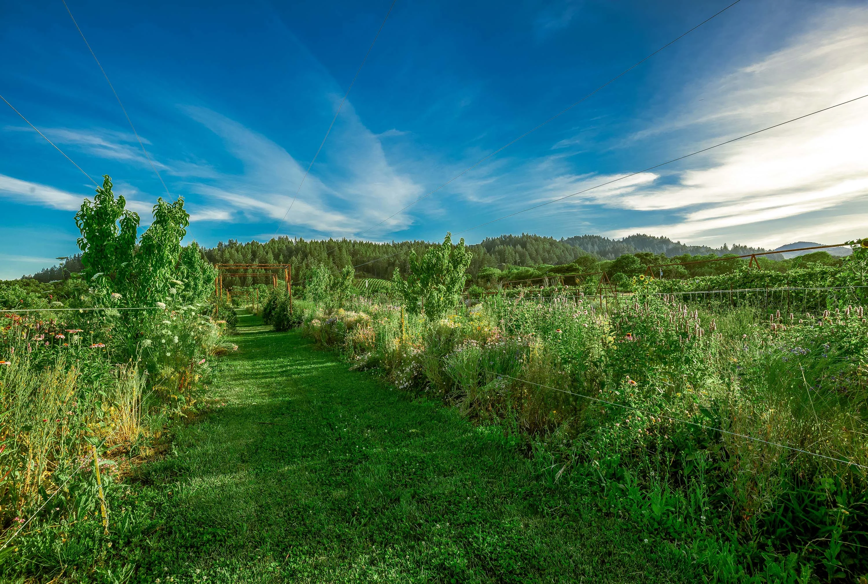 2836 Dry Creek Road, Sonoma County, California 95448 - 2836-dry-creek-road-healdsburg-california34_zg1u0q
