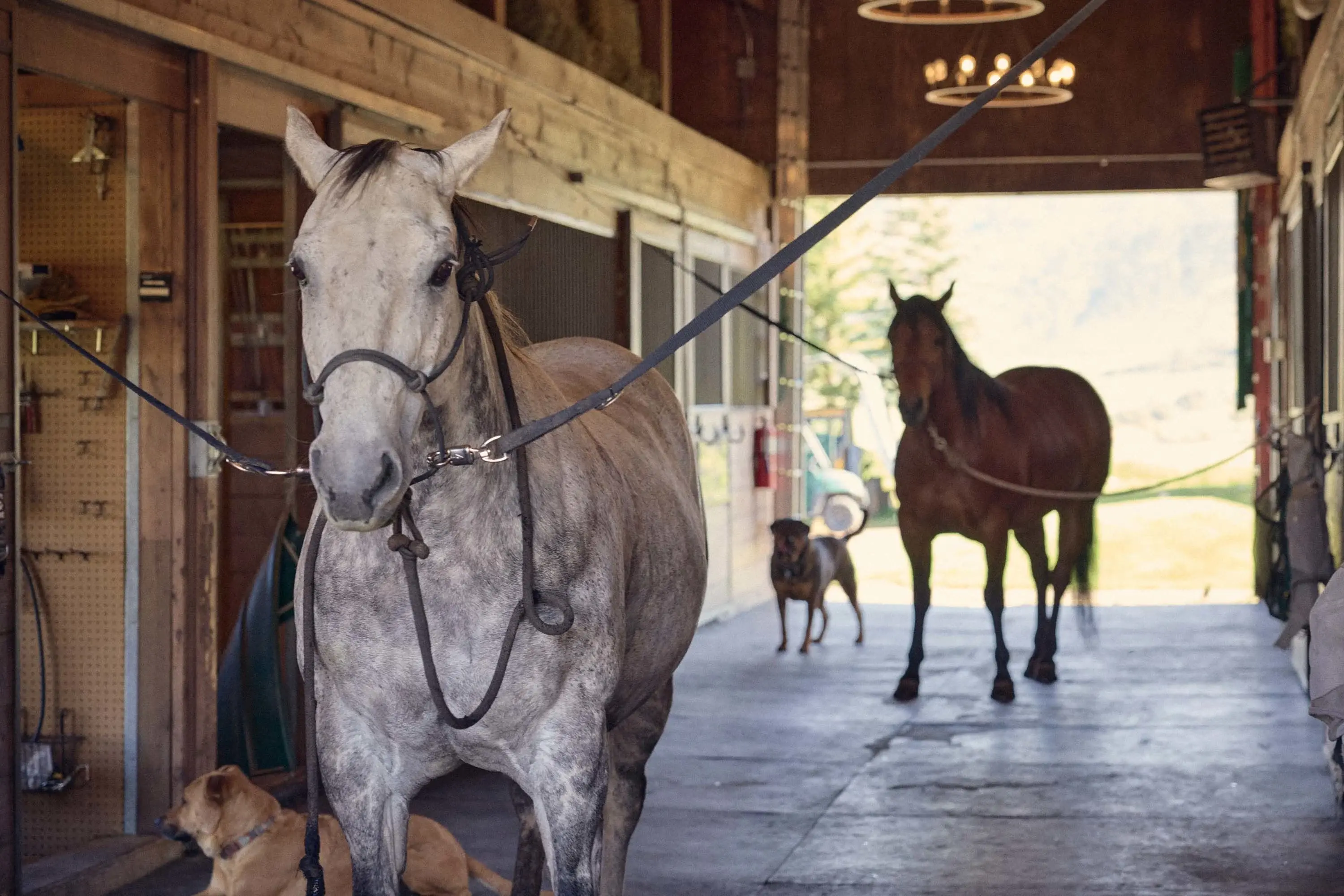 Moonshoot Ranch | 910 White Star Drive, Aspen, Colorado 81611 - 35_Moonshot_Ranch_910_White_Star_Drive_Aspen_CO_81611_g8mgms