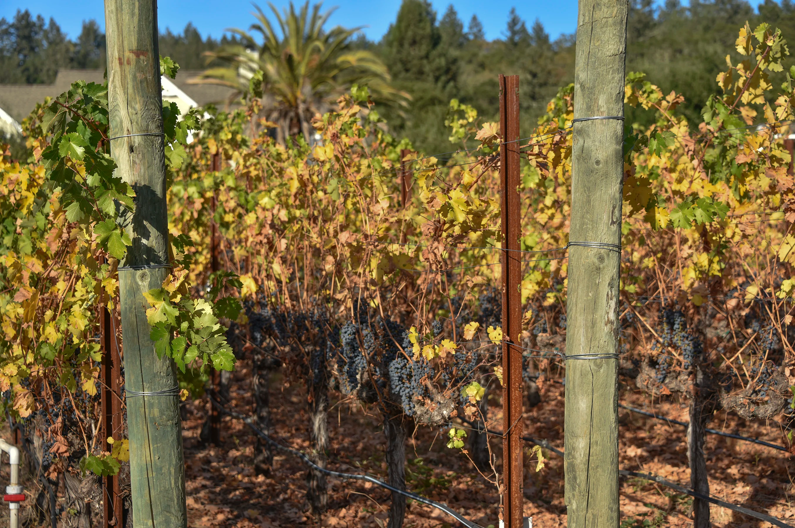 2618 & 2620 Silverado Trail North, Saint Helena, California 94574 - St-Hel-CA41_vv4kng