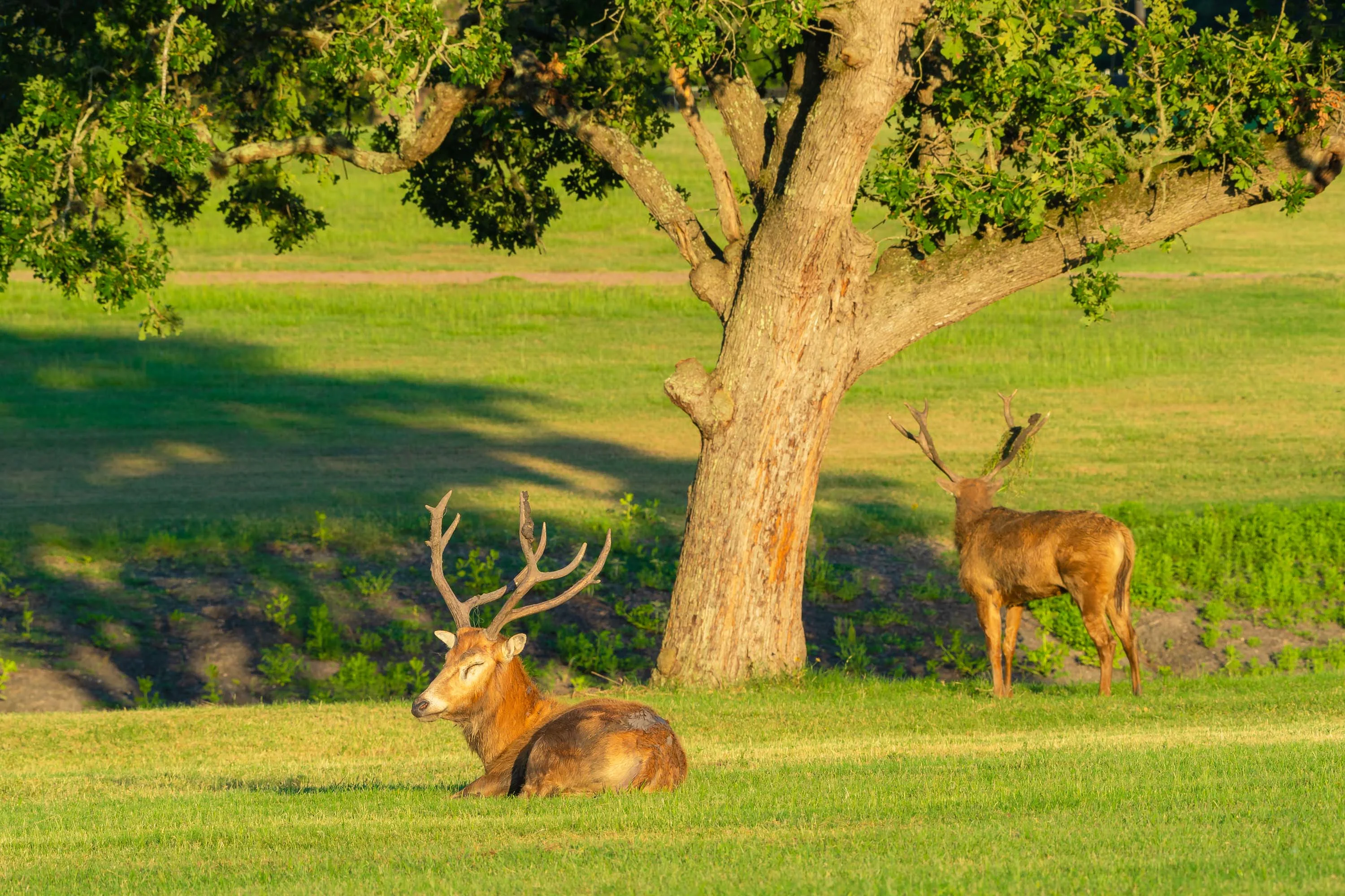 1773 County Road 101, Colorado County, Texas 78934 - 1773-county-road-101-columbus-texas60_jdpc65