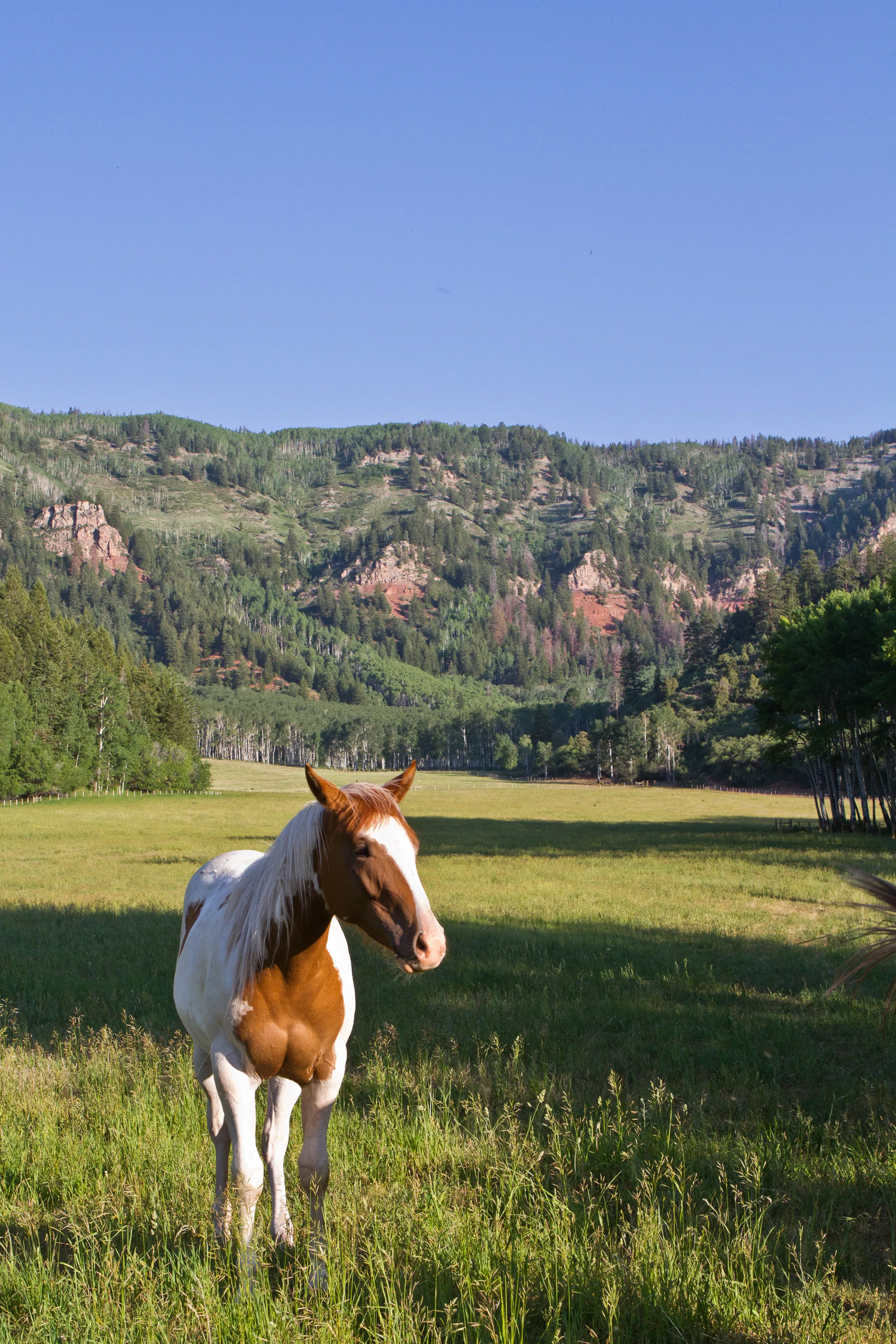 2900 Taylor Creek Road, Near Aspen, Colorado 81621 - peace-ranch-2900-taylor-creek-rd-basalt-co-luxury-real-estate-13_ihpguk