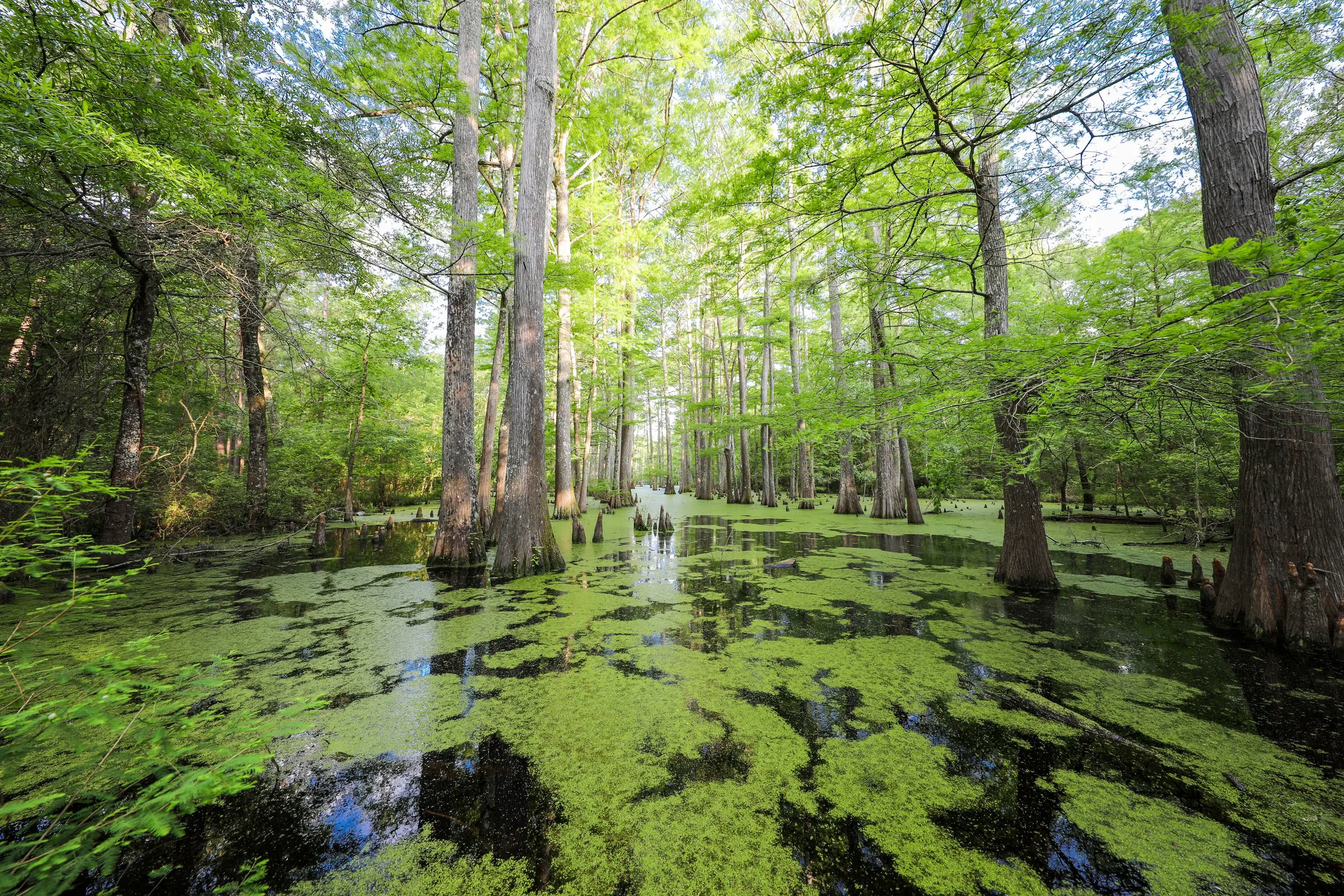 Nix Lower Bayou, East Texas, Texas 75657 - 601-fm-134-jefferson-texas03_xwghjz