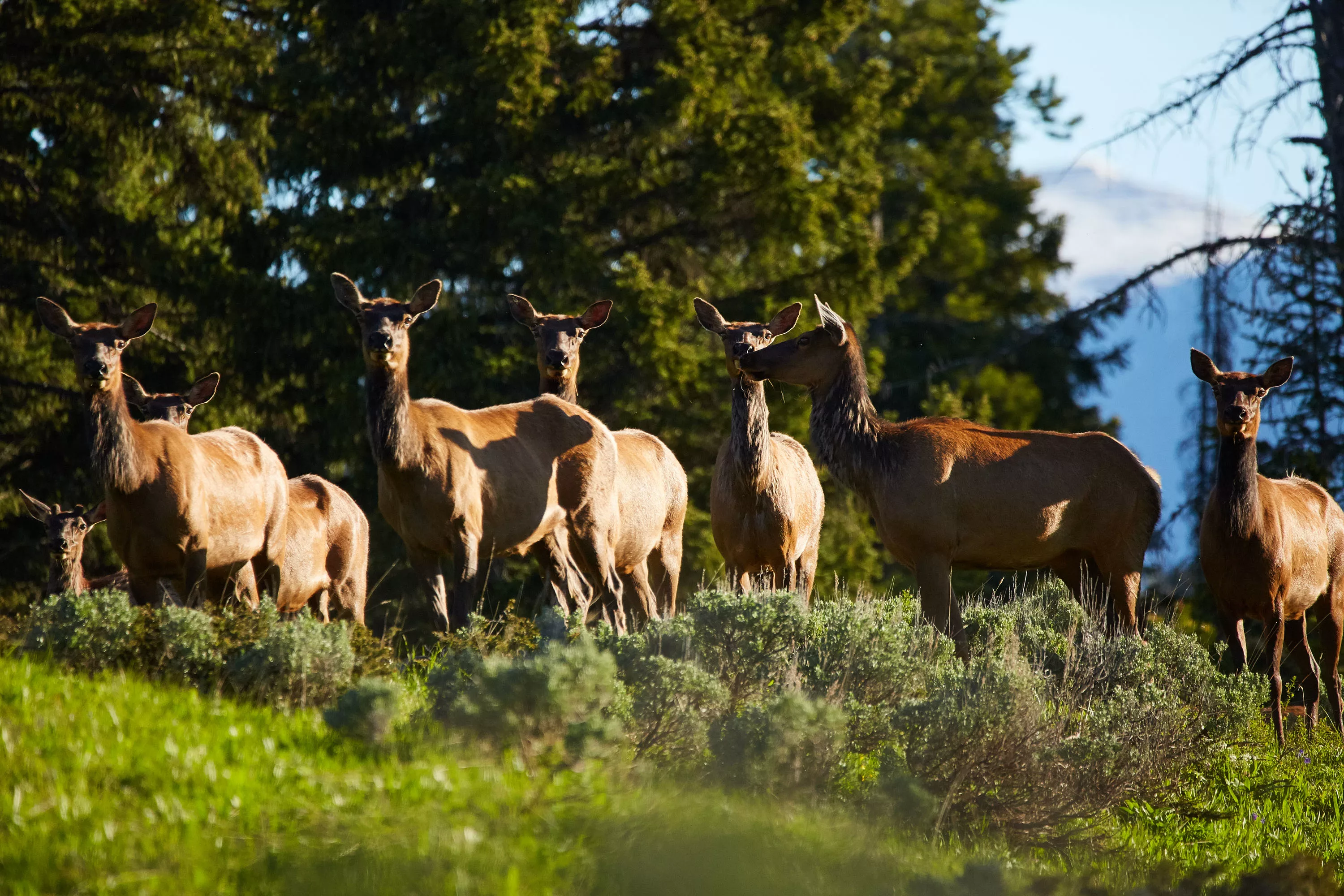 Freedom Pass, Big Sky, Montana  - big-ez-phase-3-big-sky-mt-05-27-18-44-4444_rra26j