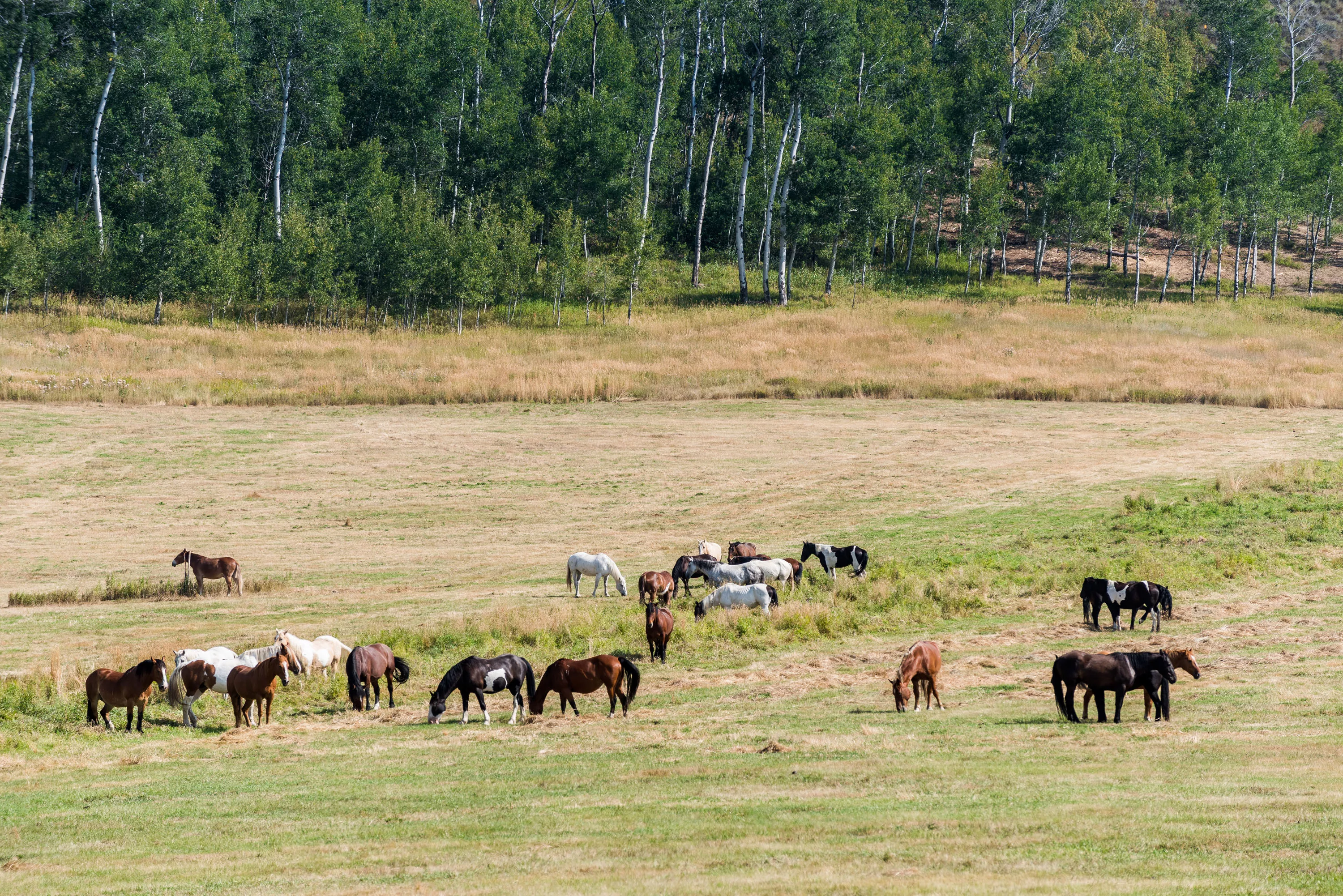 985 Elk Ridge Road, Jackson Hole, Wyoming  - 985_Elk_Ridge_Road_16_uwaups