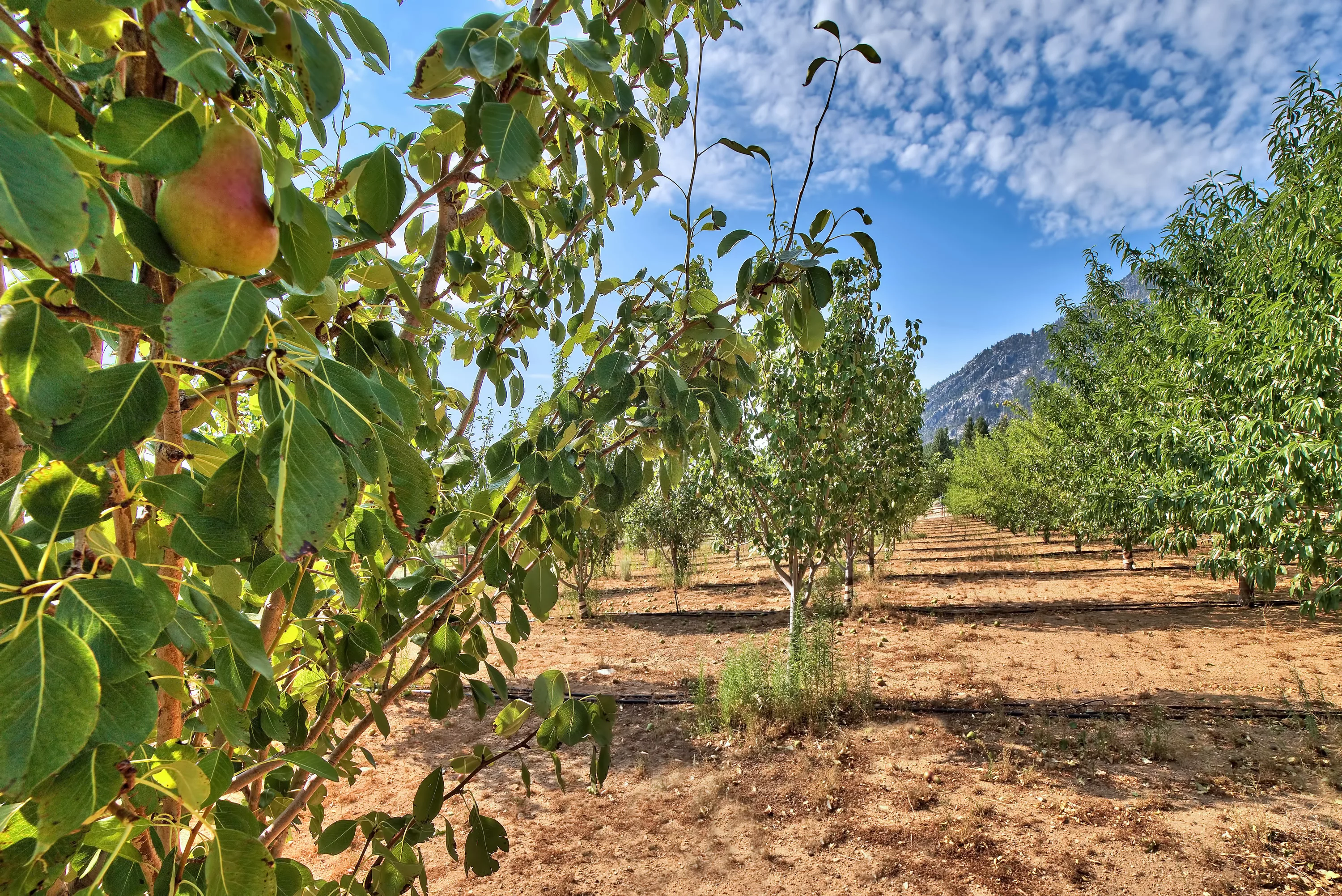 301 Five Creek Road, Near Lake Tahoe, Nevada 89460 - 301-five-creek-road-gardnerville-nevada-04_f9iier