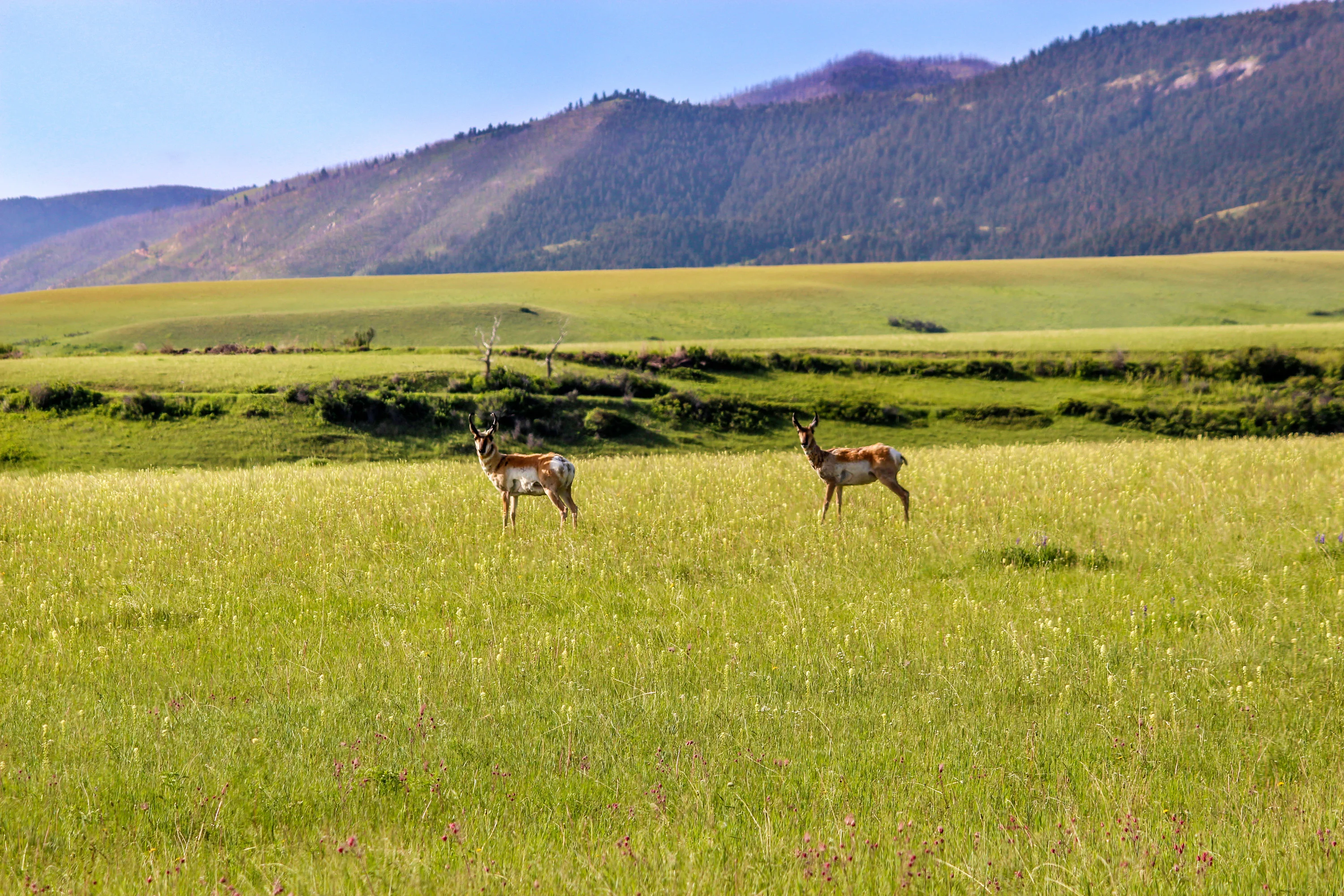 43 Rapid Creek Road, Sheridan, Wyoming 82801 - holy-cow-ranch-43-rapid-creek-road-sheridan-wyoming64_pljxi2