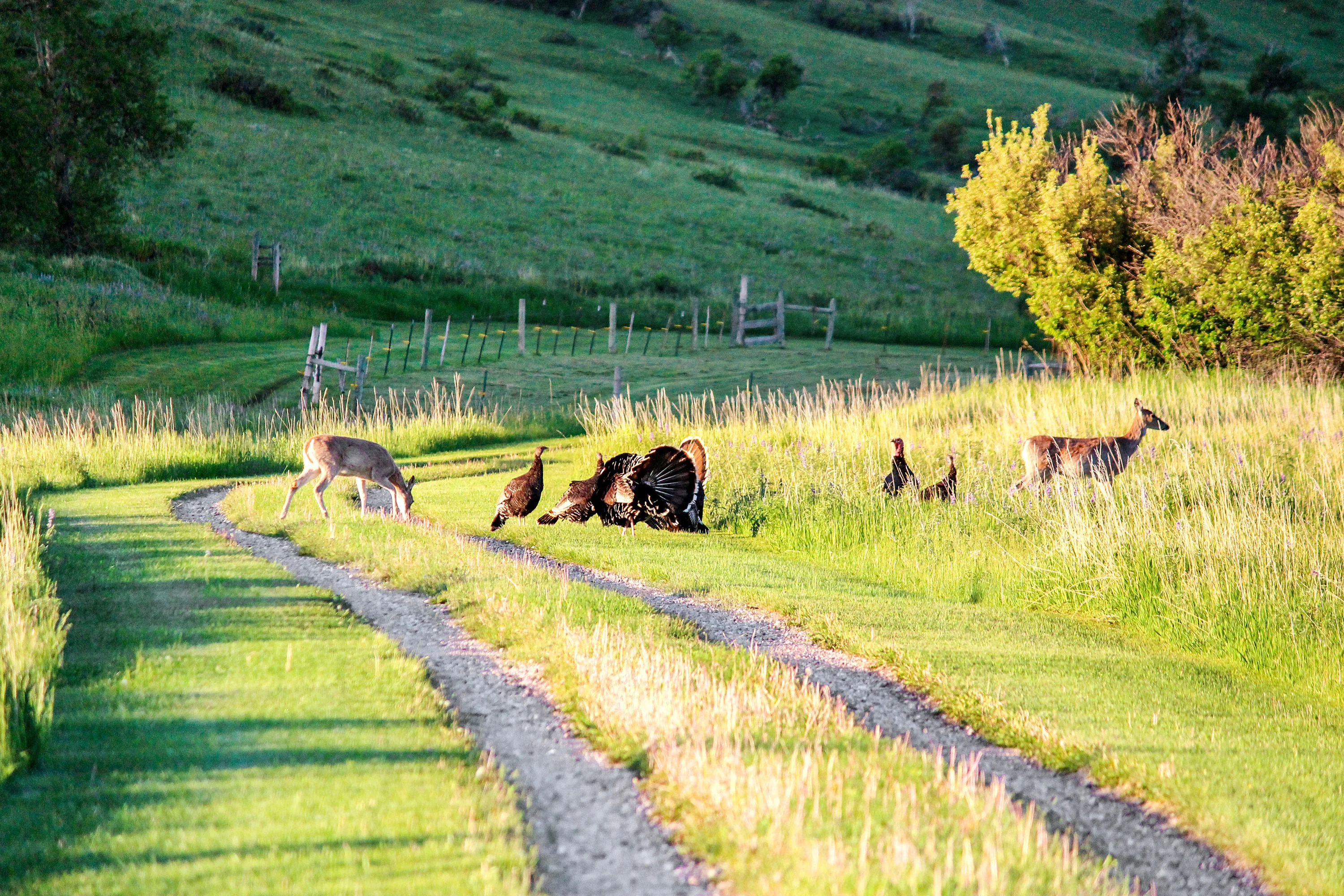 43 Rapid Creek Road, Sheridan, Wyoming 82801 - holy-cow-ranch-43-rapid-creek-road-sheridan-wyoming63_mbqsep