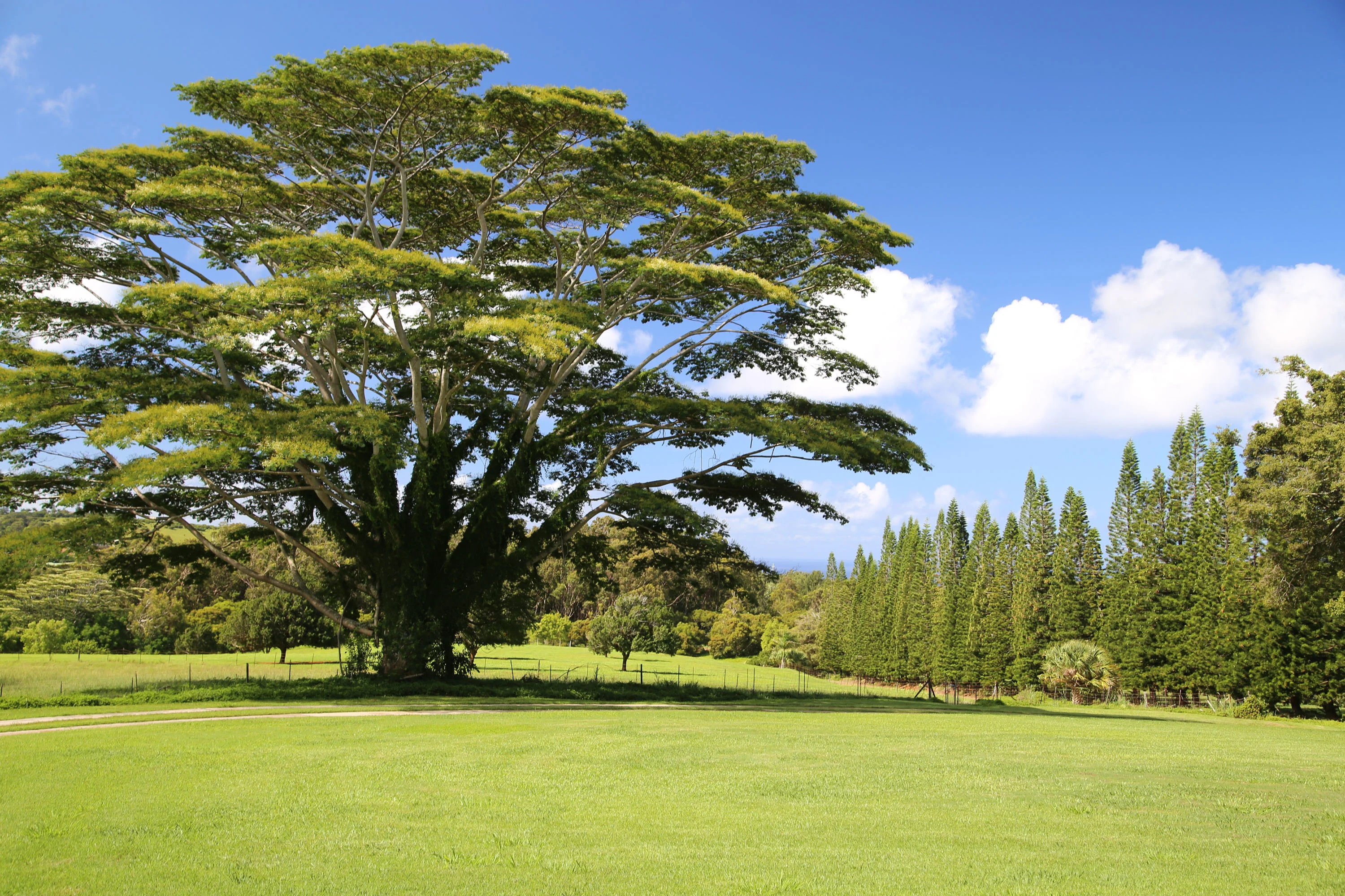 2-2131-Z Kaumualii Highway, Kalaheo, Kauai, Hawaii 96741 - 2-2131-z-kaumualii-highway-kalaheo-hawaii17_llwpyx