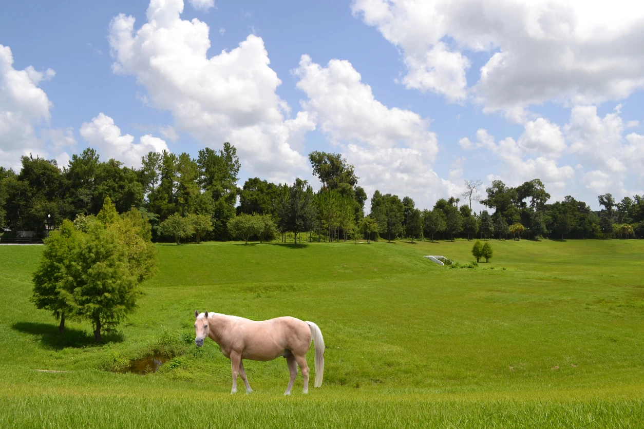 Ocala Florida iStock-485531654