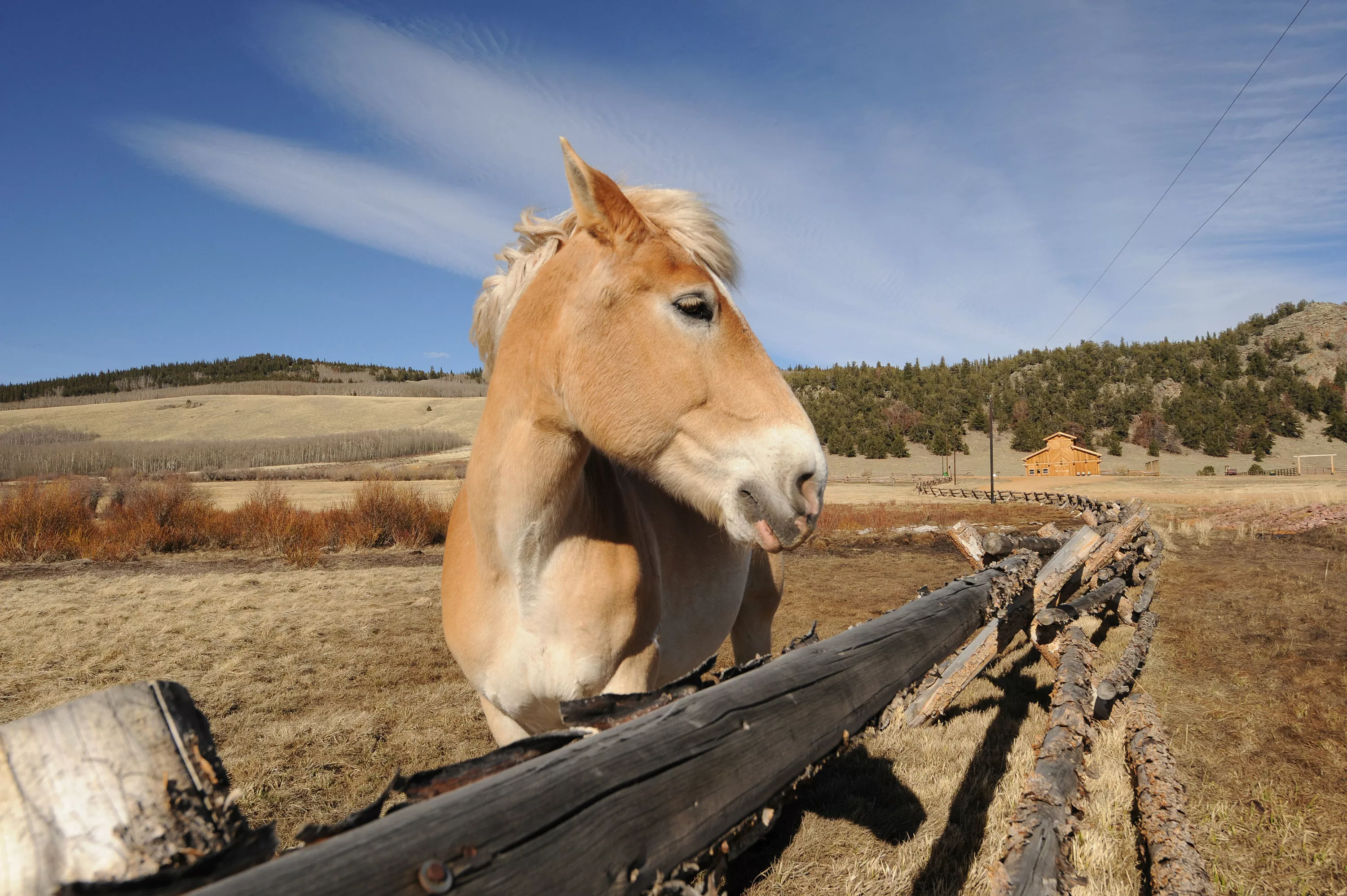 39823 Highway 285, Jefferson, Colorado 80456 - horse-2_kshdca