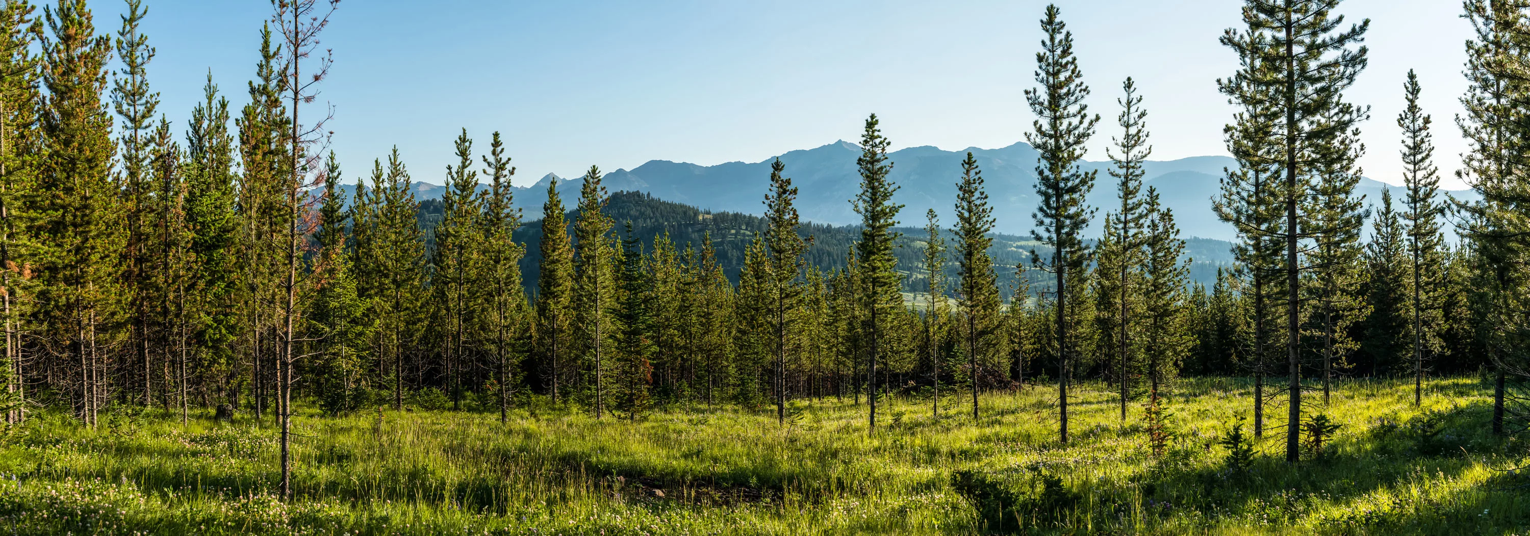 Yellowstone Preserve, Big Sky, Montana  - yellowstone-preserve-big-sky-mt-yellowmule_02_fbftq6