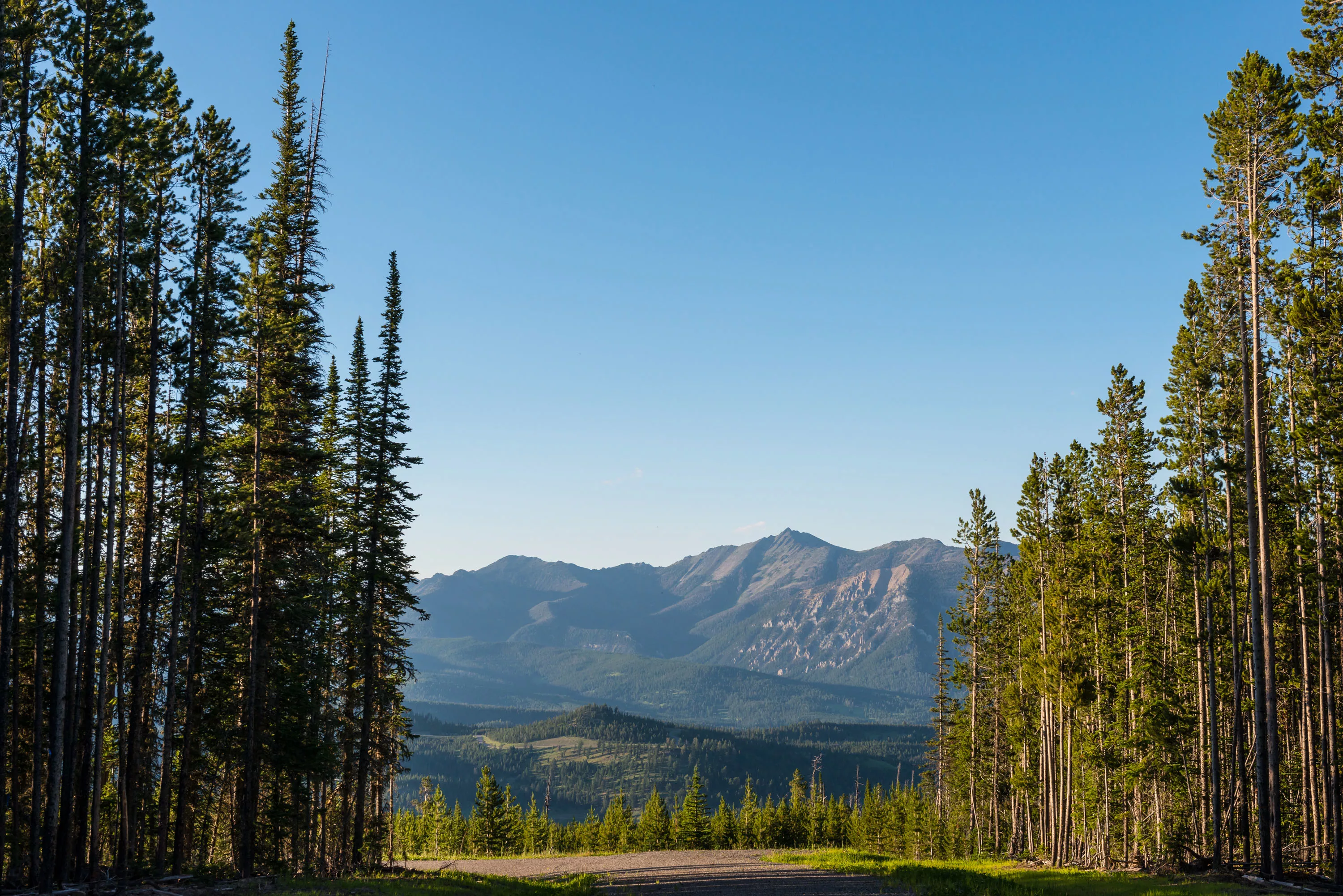 Yellowstone Preserve, Big Sky, Montana  - yellowstone-preserve-big-sky-mt-white-bark_01_mhkmkh