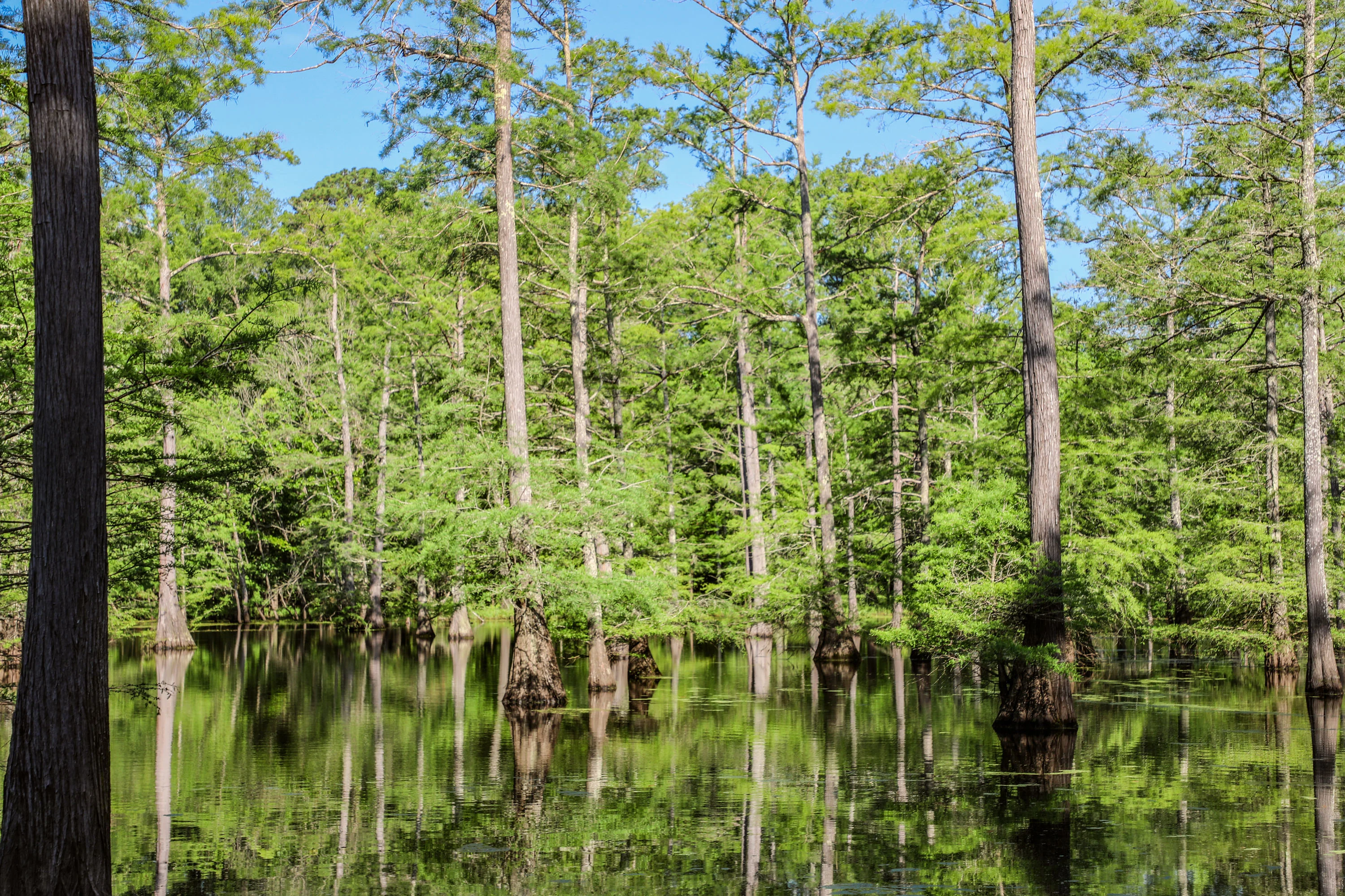 Nix Lower Bayou, East Texas, Texas 75657 - 601-fm-134-jefferson-texas08_f6jt60