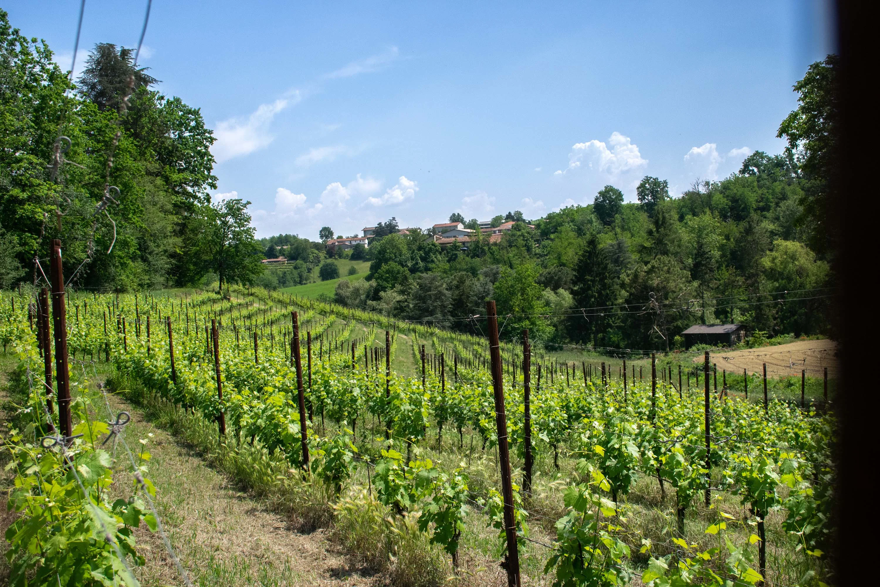 Azienda Agricola Montefiorito, Asti, Monferrato Region, Piedmont , Italy - 38_-_AST2605_Asti-49_hqpemz