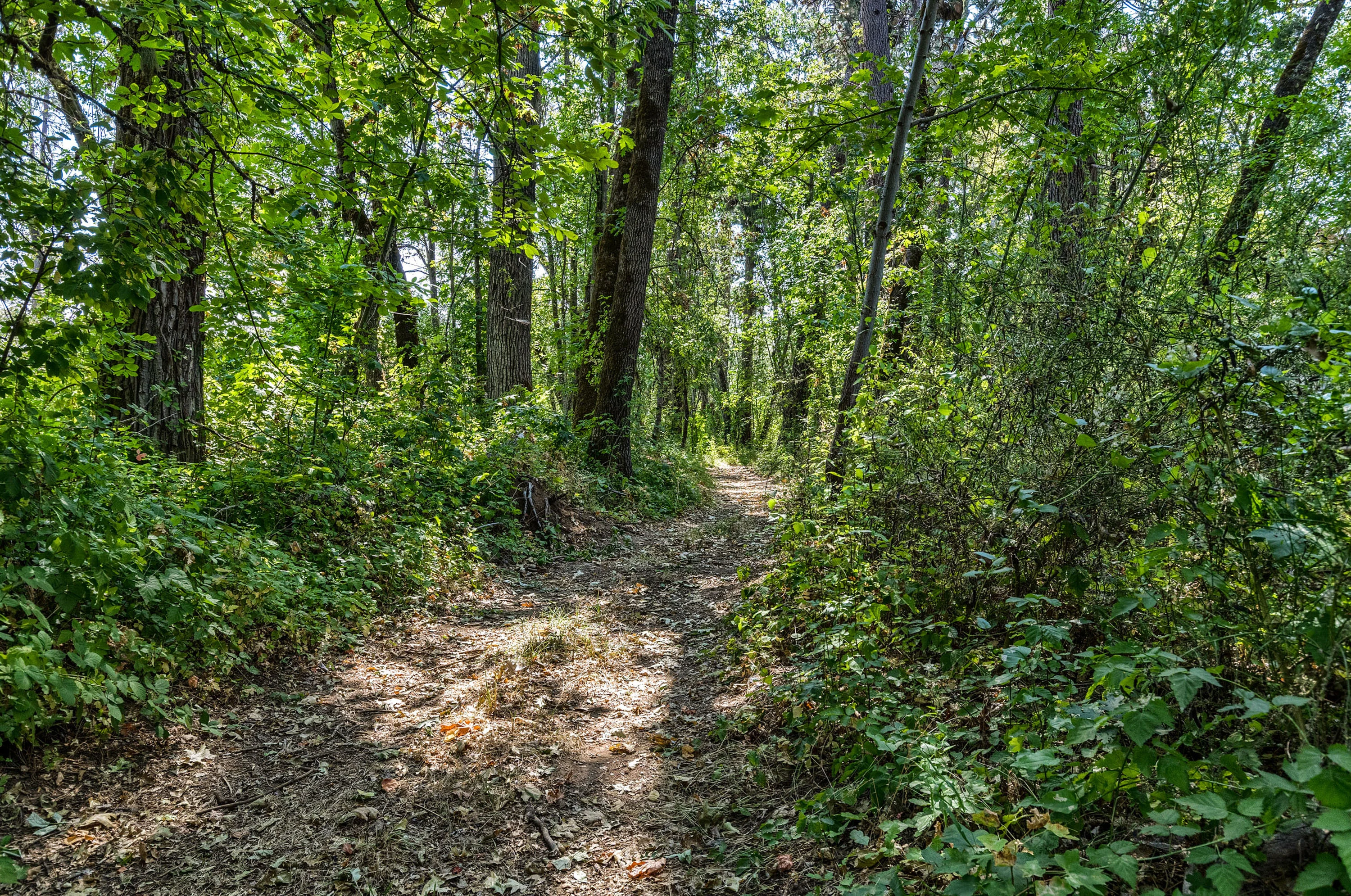 436 Staley Road, Eagle Point, Medford Area, Oregon 97524 - 23_-_38_Duffy_Ranch__bowekg