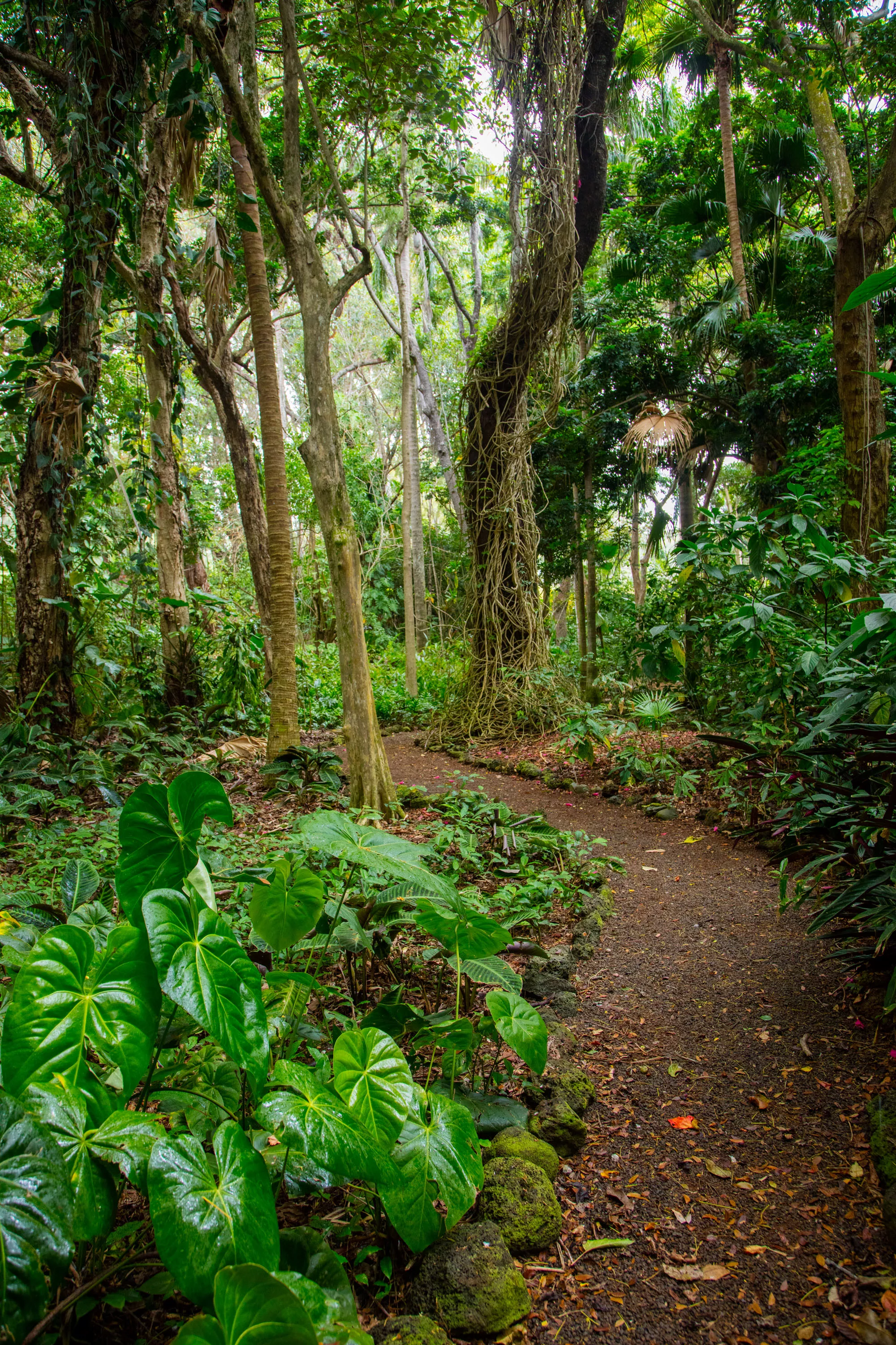 Olu Pua Gardens, Kauai, Hawaii  - olu-pua-gardens-kalaheo-kauai-hi-23-22-22-25-2525_cixqyi