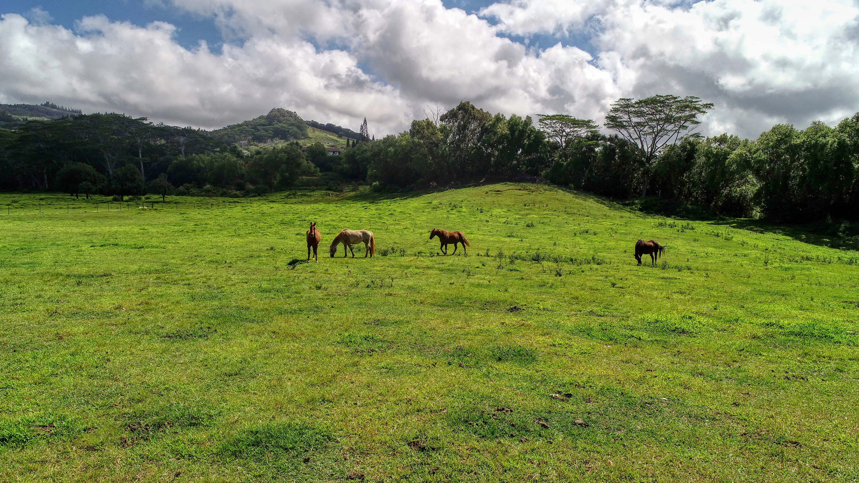 2-2131-Z Kaumualii Highway, Kalaheo, Kauai, Hawaii 96741 - 2-2131-z-kaumualii-highway-kalaheo-hawaii16_dxggro