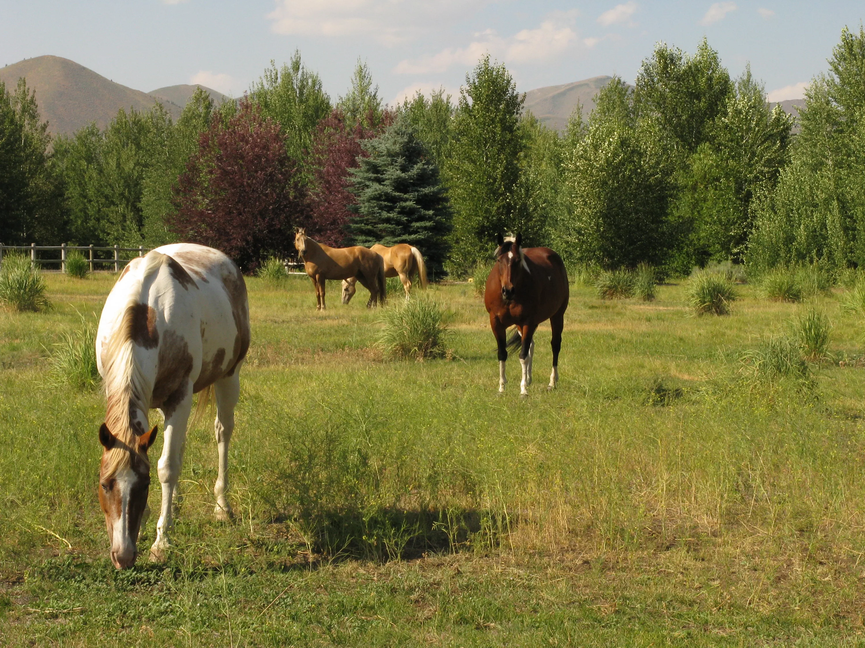 30 & 32 Osprey Lane, Hailey, Idaho 83333 - the-wood-river-valley-preserve-sun-valley-id-luxury-real-estate-26_npbruw