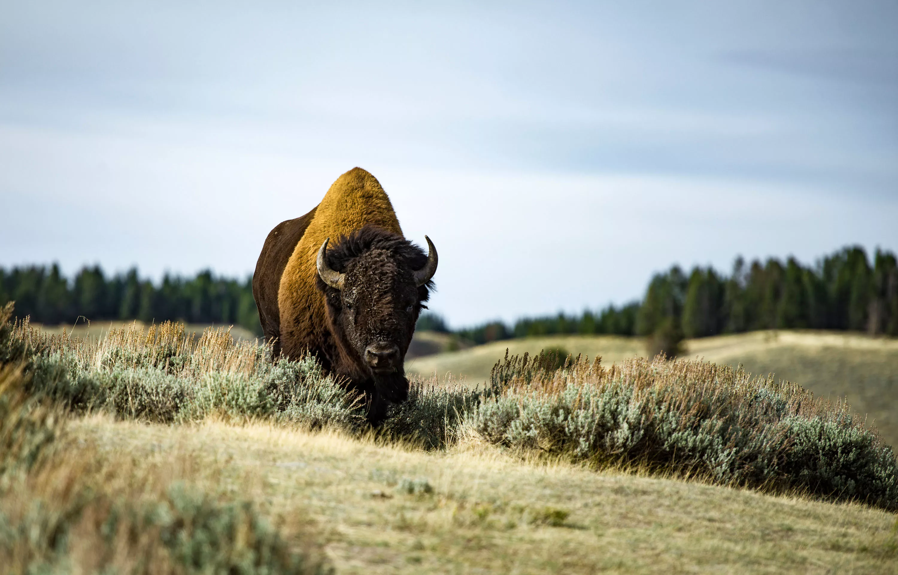 985 Elk Ridge Road, Jackson Hole, Wyoming  - iStock-524024874_xoam2q