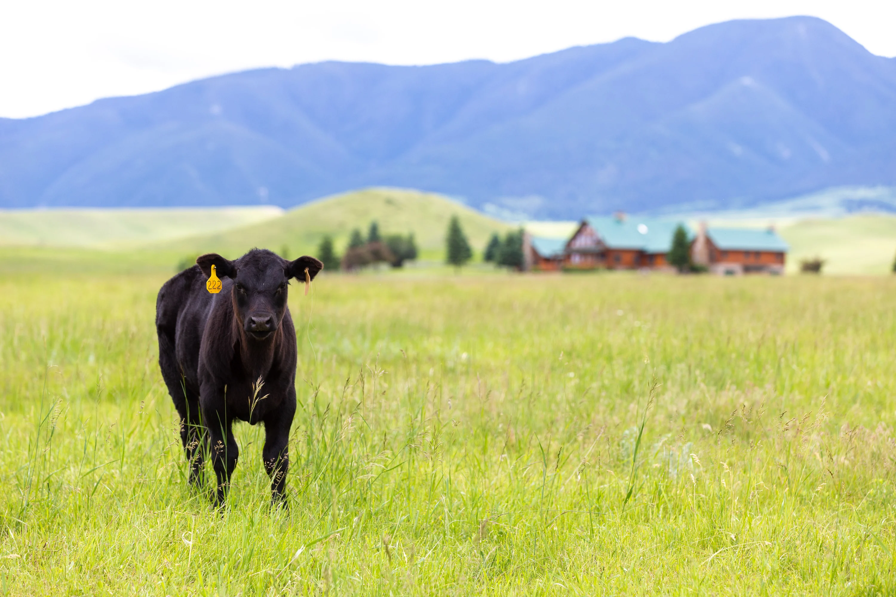 43 Rapid Creek Road, Sheridan, Wyoming 82801 - holy-cow-ranch-43-rapid-creek-road-sheridan-wyoming59_vfbejf