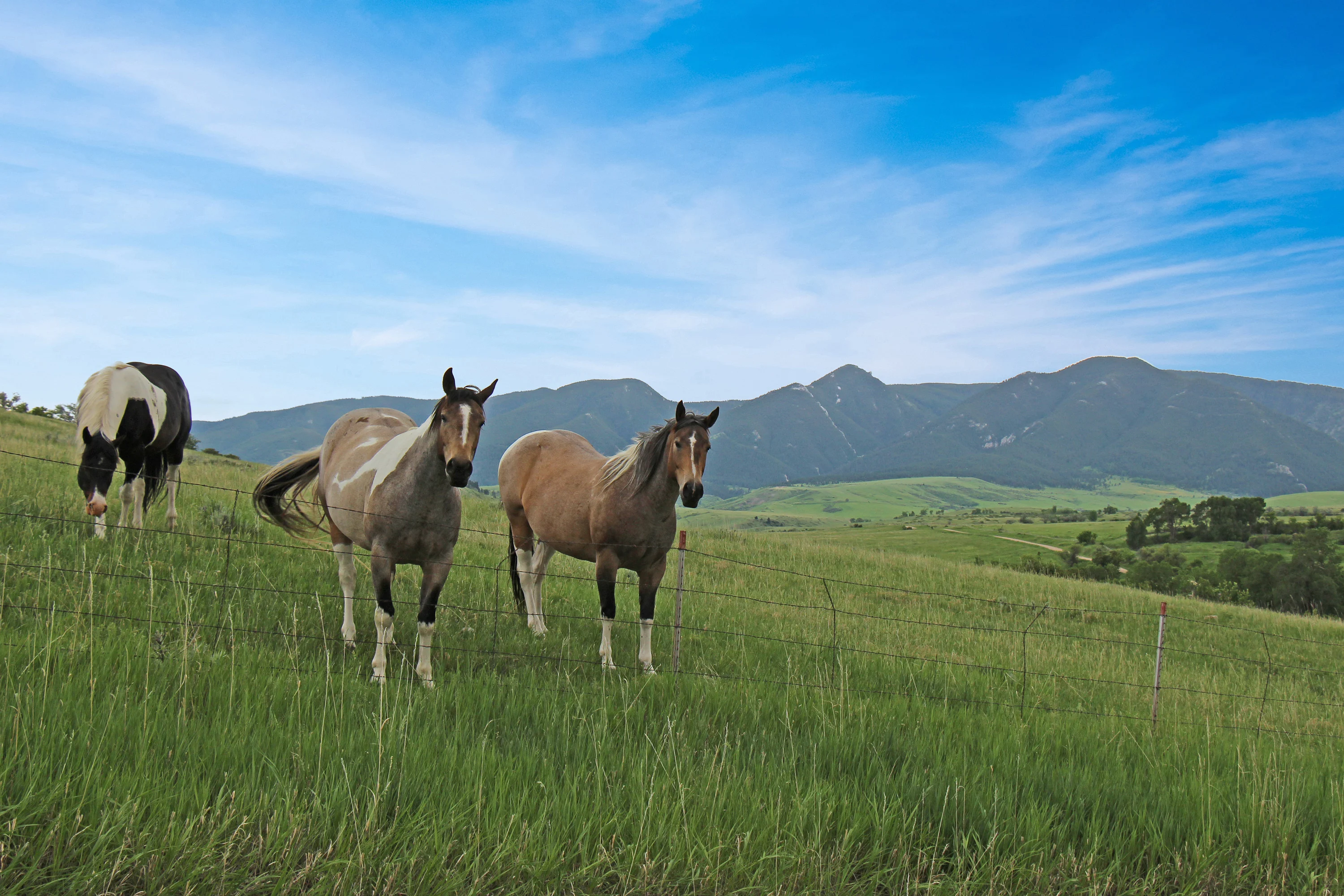 43 Rapid Creek Road, Sheridan, Wyoming 82801 - holy-cow-ranch-43-rapid-creek-road-sheridan-wyoming55_v1dqep