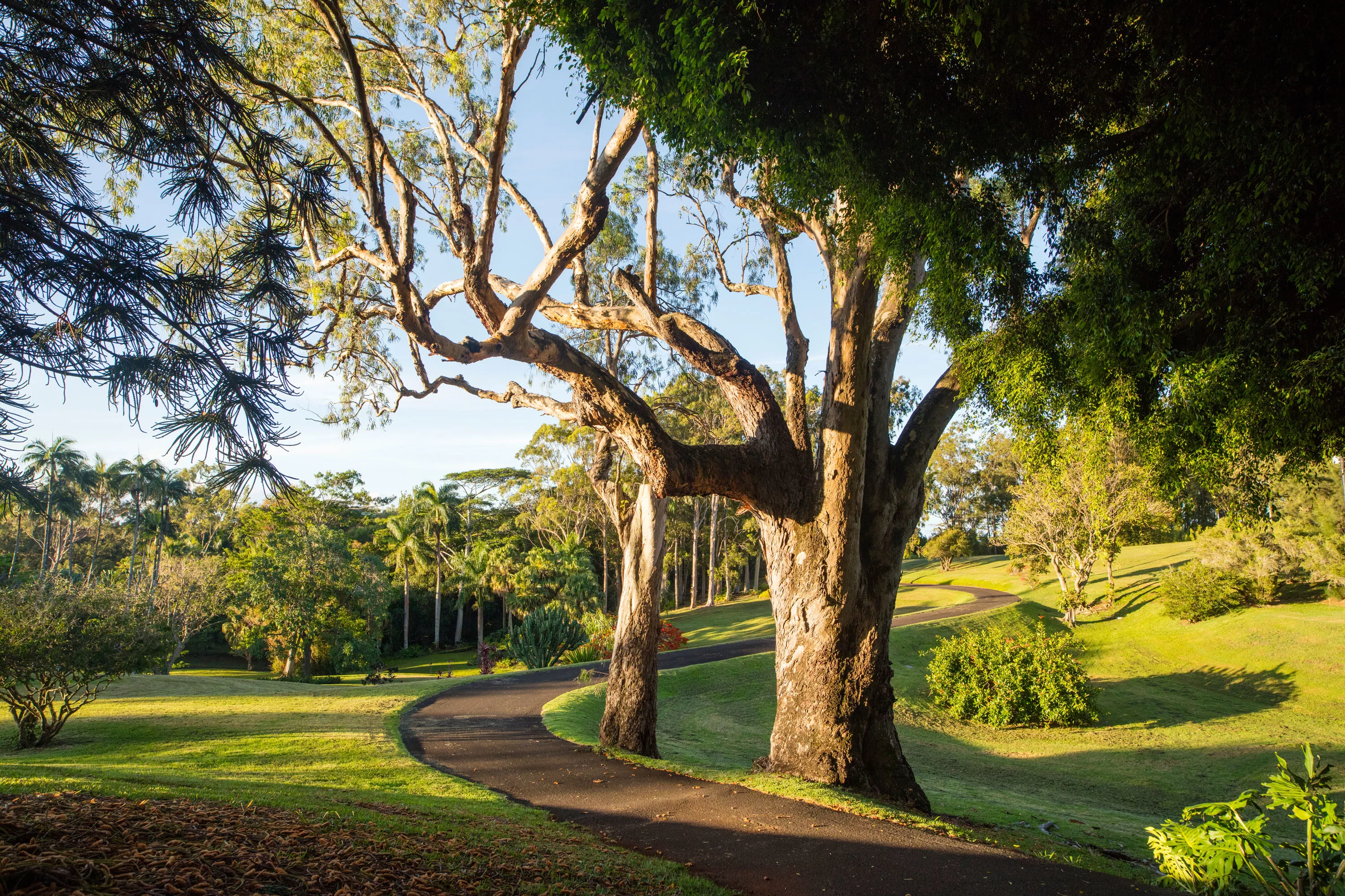 Olu Pua Gardens, Kauai, Hawaii  - olu-pua-gardens-kalaheo-kauai-hi-22-22-22-26-2626_ywllv1