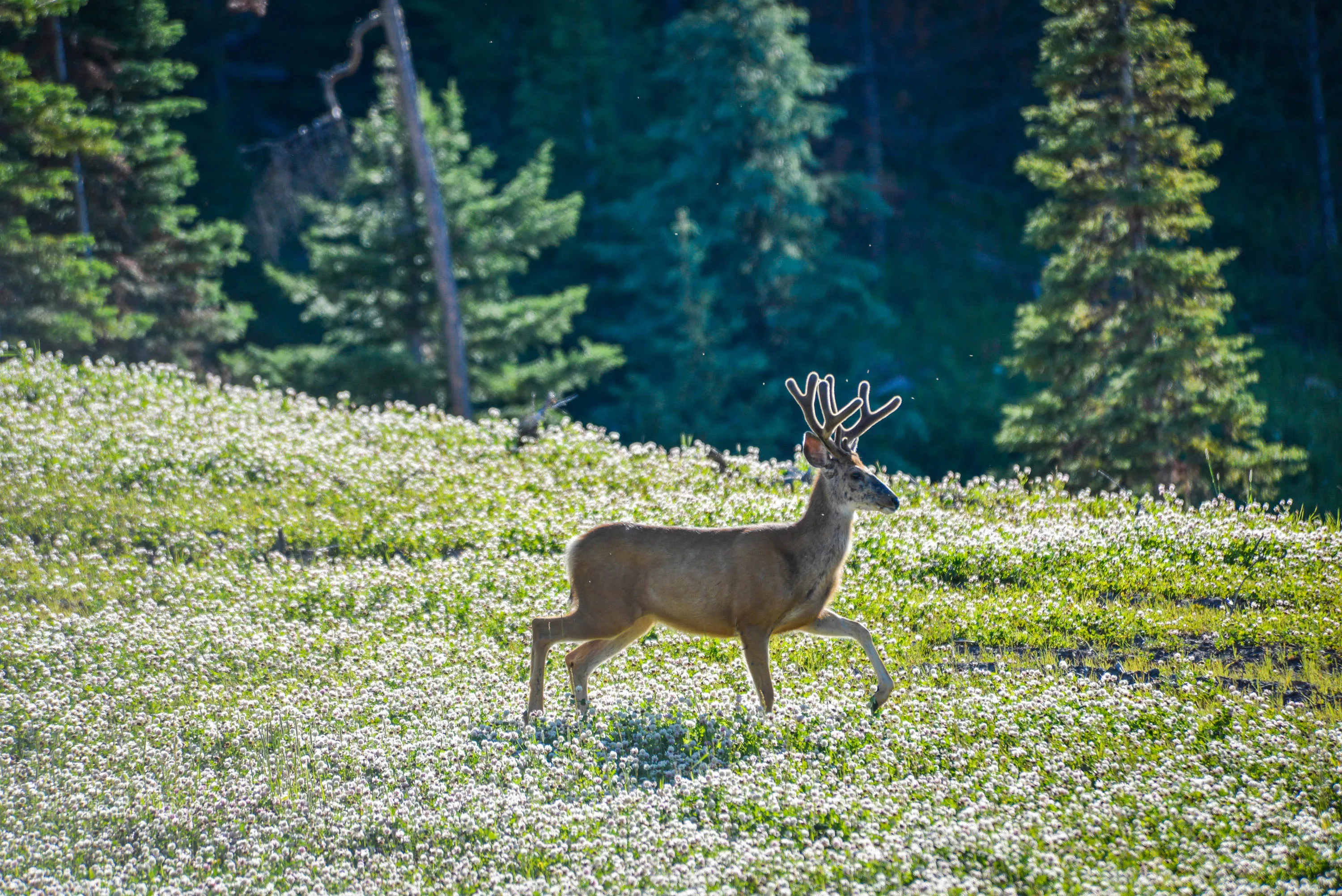 985 Elk Ridge Road, Jackson Hole, Wyoming  - yellowstone-preserve-big-sky-mt-general_08_jpmkso