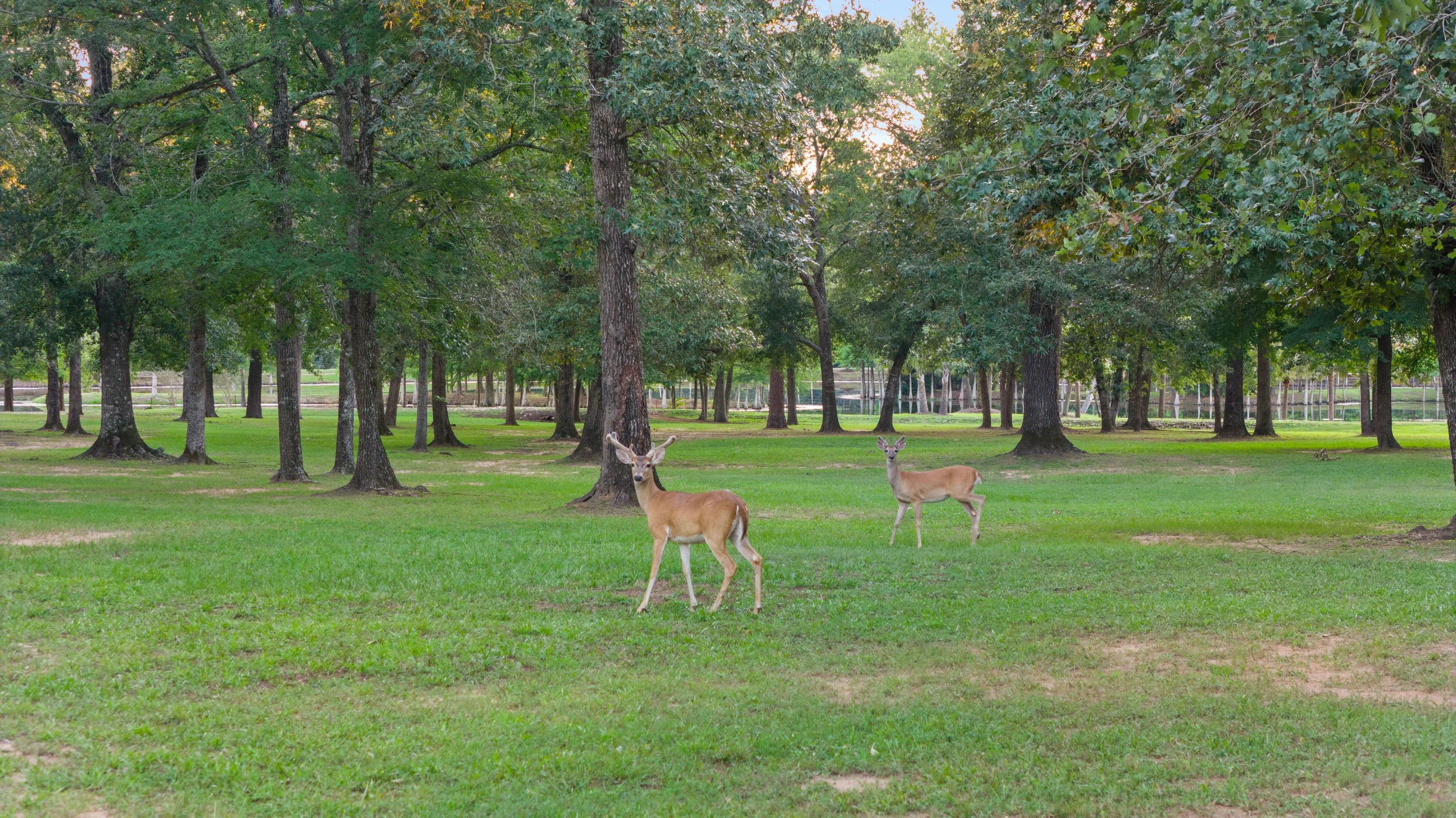 37307 Diamond Oaks Drive, Magnolia, Near Houston, Texas 77355 - 37307_Diamond_Oaks_Dr_36_brrqvo