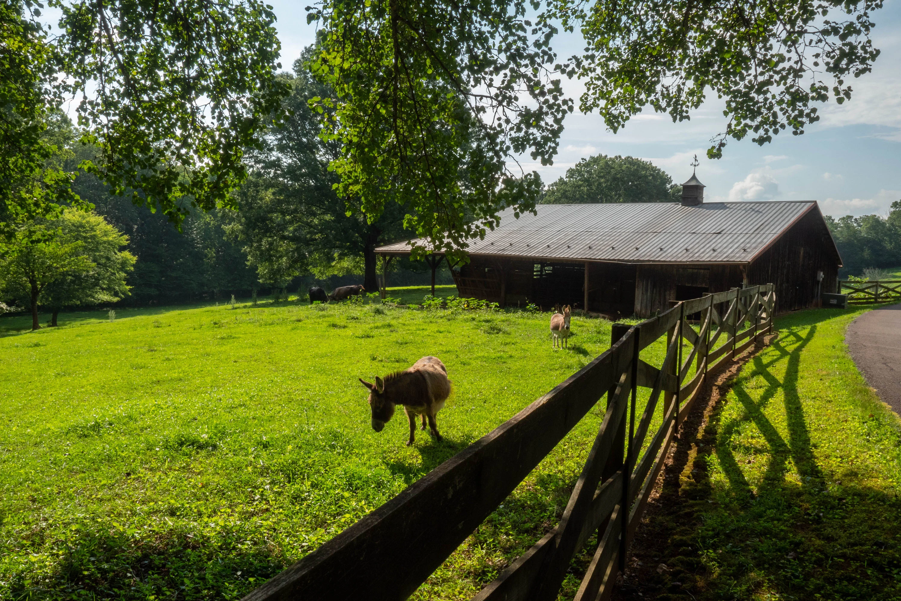 1011 Thunderwood Farm Lane, Lewisville, North Carolina 27023 - 1011-thunderwood-farm-lane-lewisville-north-carolina-38_mlb5iz