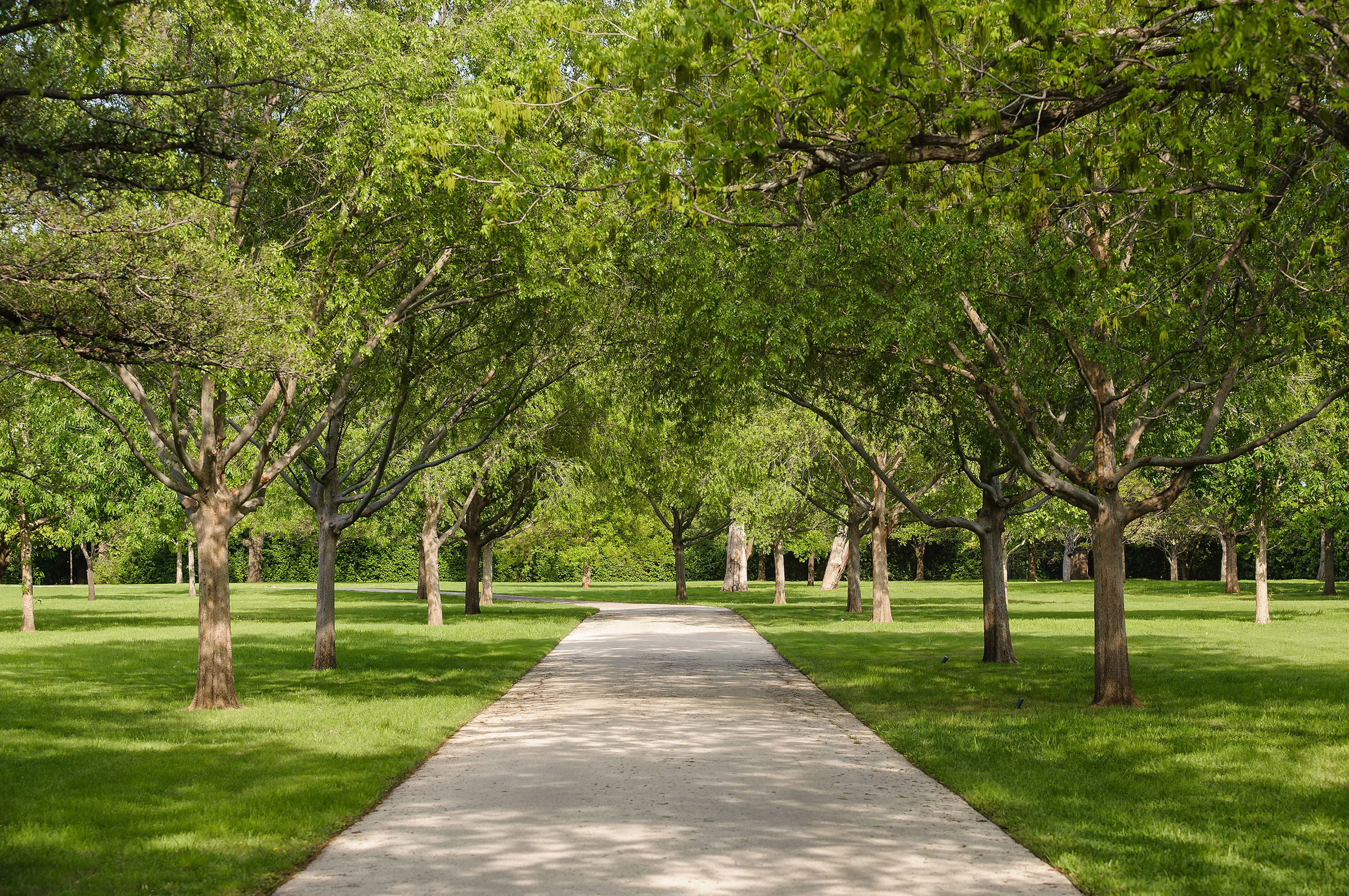 10000 Hollow Way Road, Dallas, Texas 75229 - walnut-place-dallas-texas03_kkkpmn