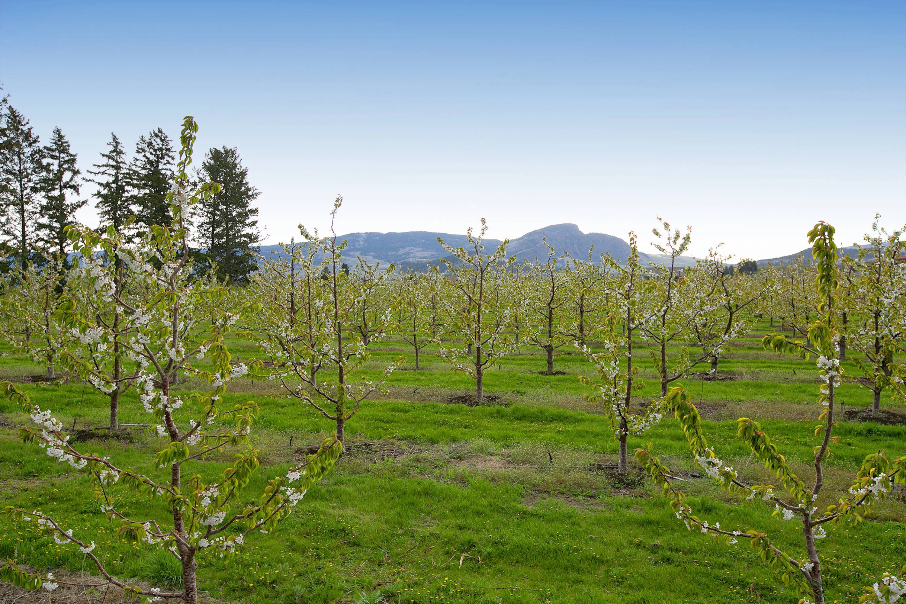 2830 East Kelowna Road, Kelowna, British Columbia V1W 4H5, Canada - 2830-east-kelowna-road-east-kelowna-british-columbia-canada_32_mlpnlu