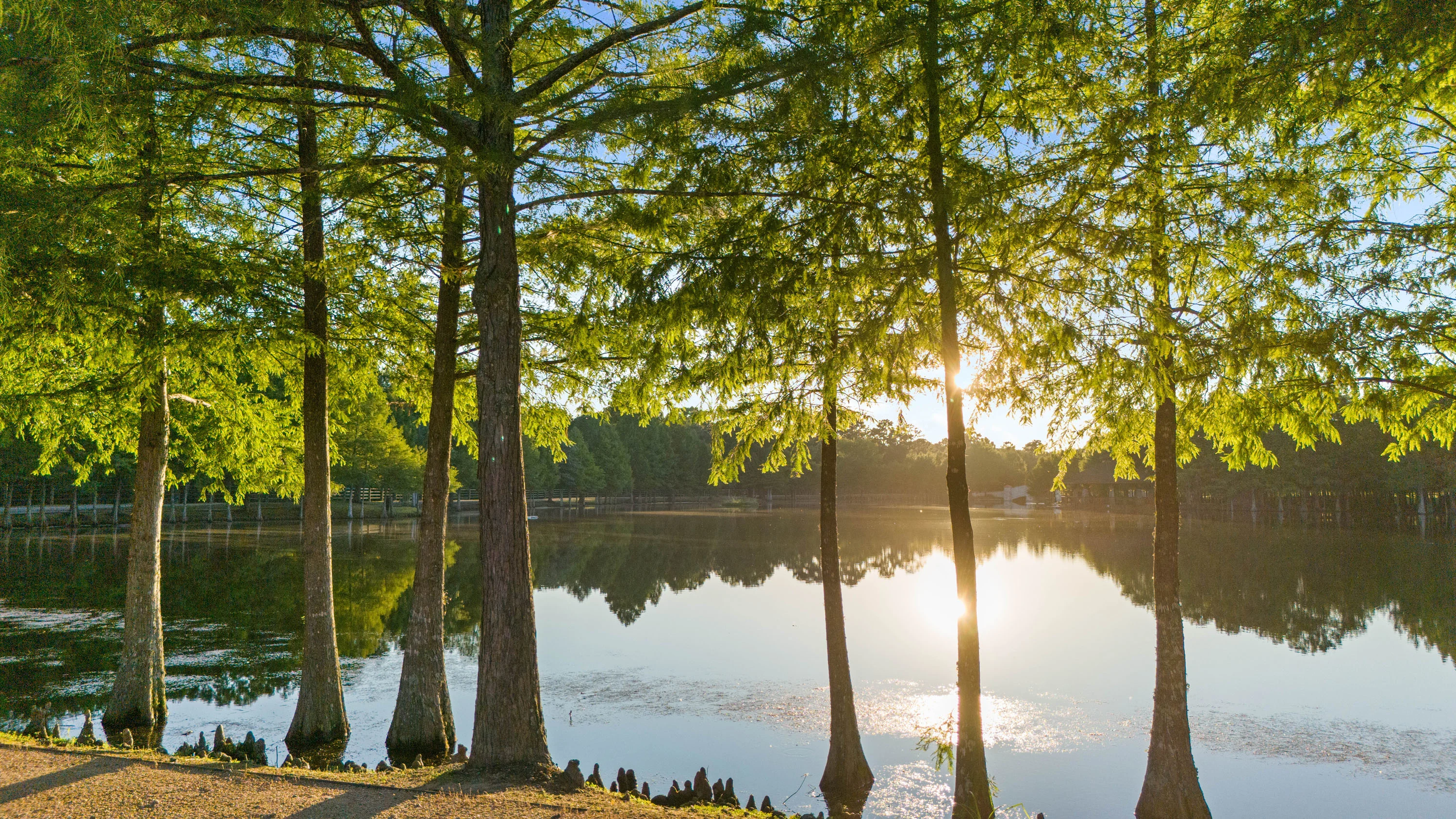 37307 Diamond Oaks Drive, Magnolia, Near Houston, Texas 77355 - 37307_Diamond_Oaks_Dr_25_lm4vrr