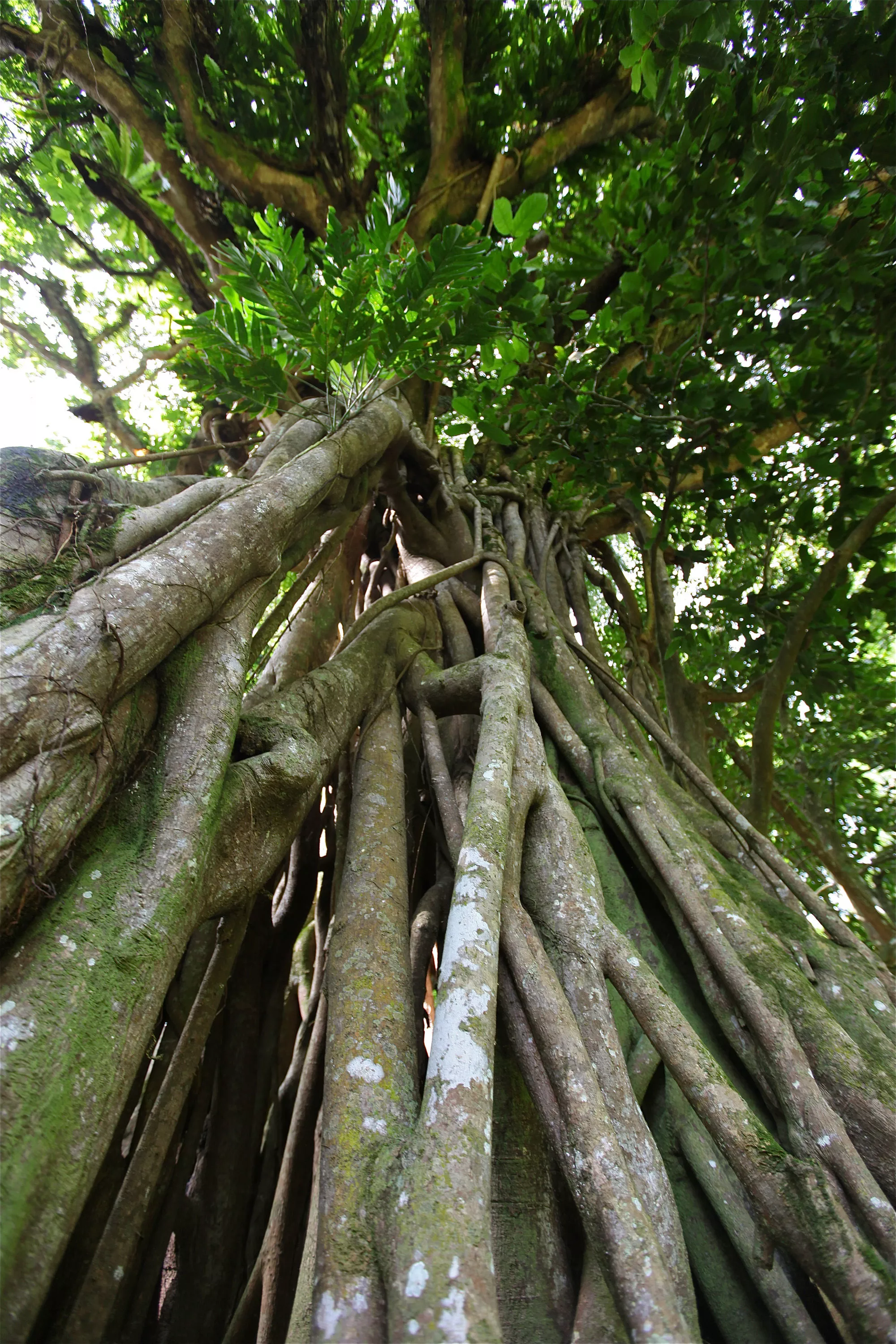 Rai Ki Wai Estate, Wakaya Island,  , Fiji - img_0571_tu3htx