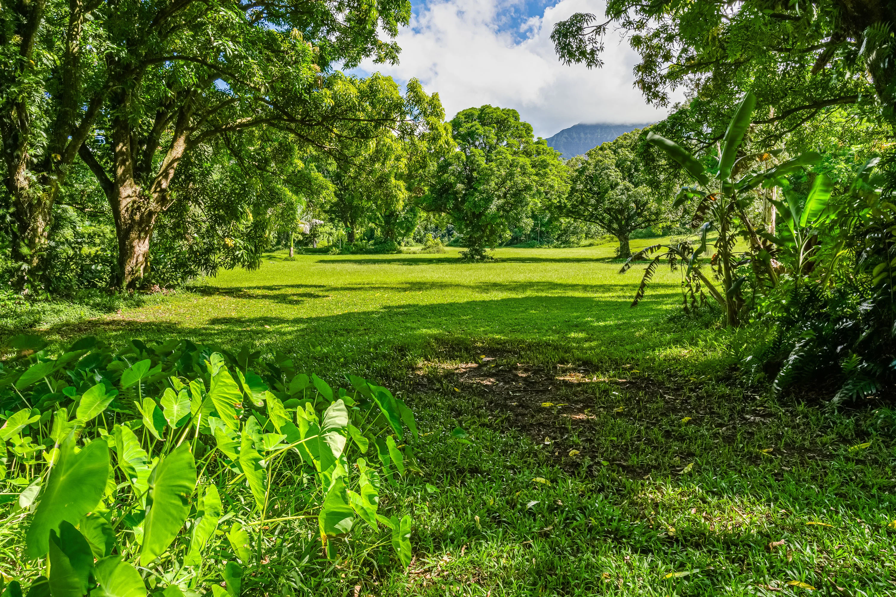 Kuhio Highway, Hanalei, Kauai, Hawaii  - Hanalei_Hideaway_06_njccna