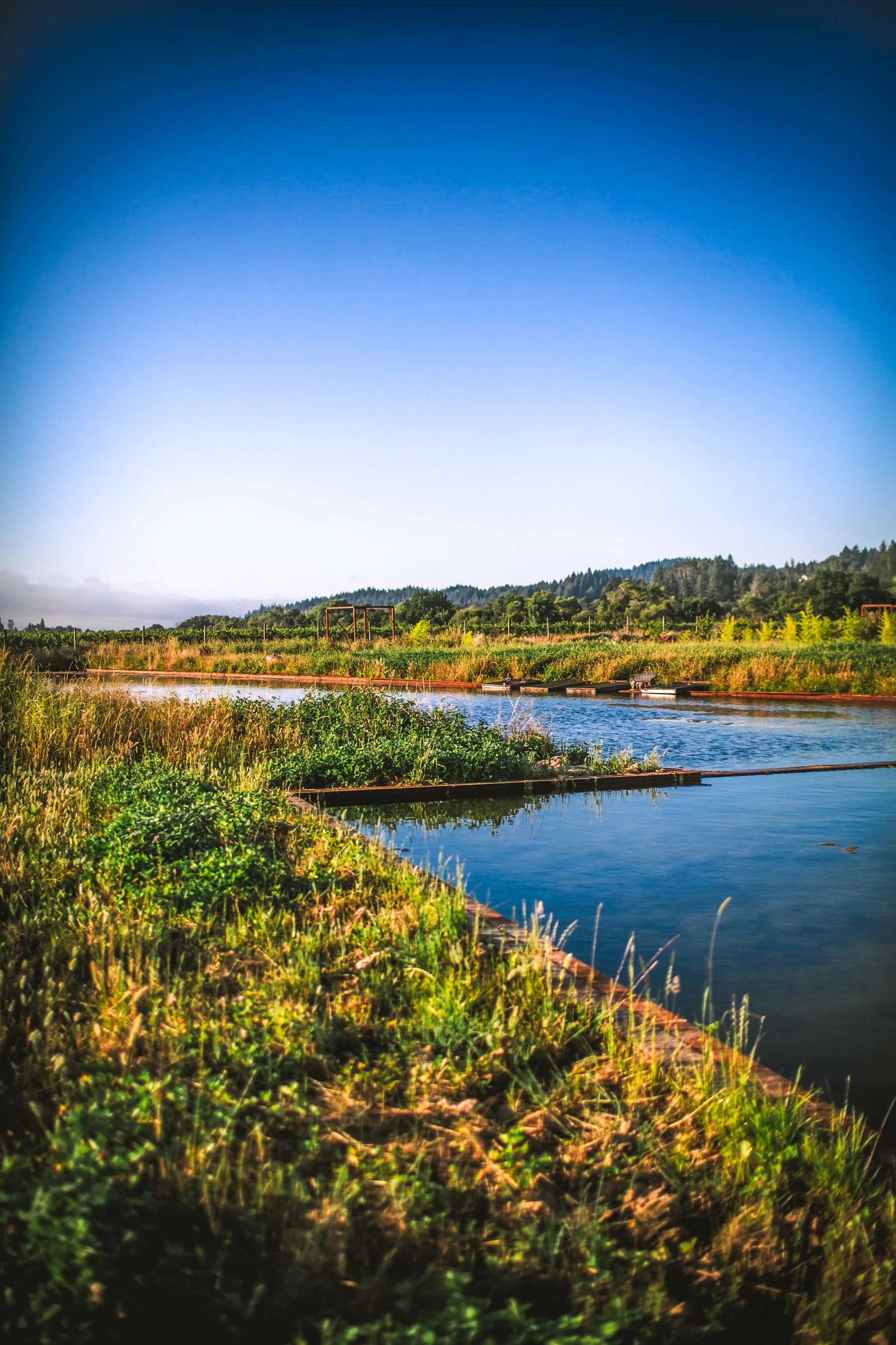2836 Dry Creek Road, Sonoma County, California 95448 - 2836-dry-creek-road-healdsburg-california52_hfkiez
