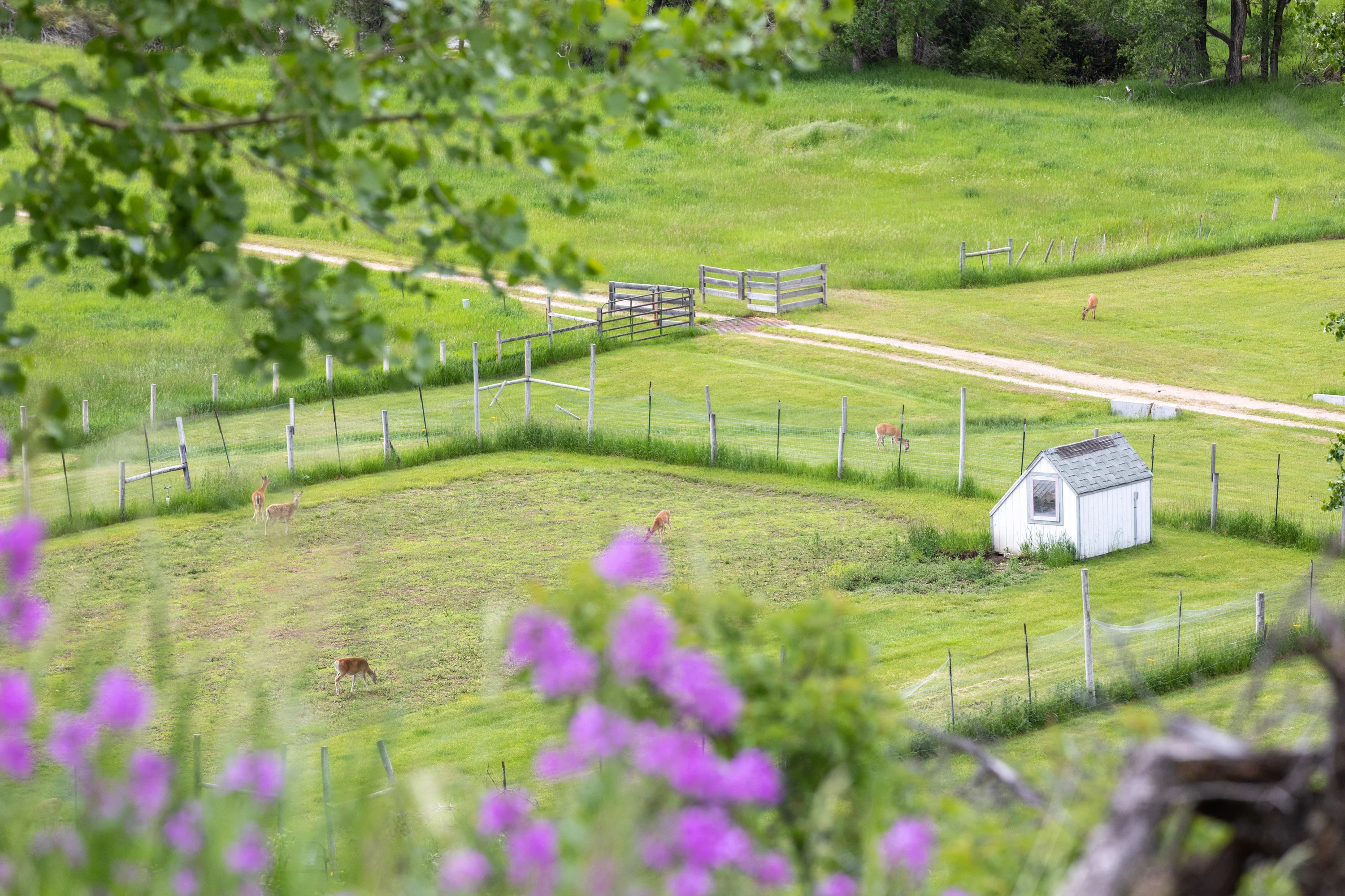 43 Rapid Creek Road, Sheridan, Wyoming 82801 - holy-cow-ranch-43-rapid-creek-road-sheridan-wyoming61_syoaub