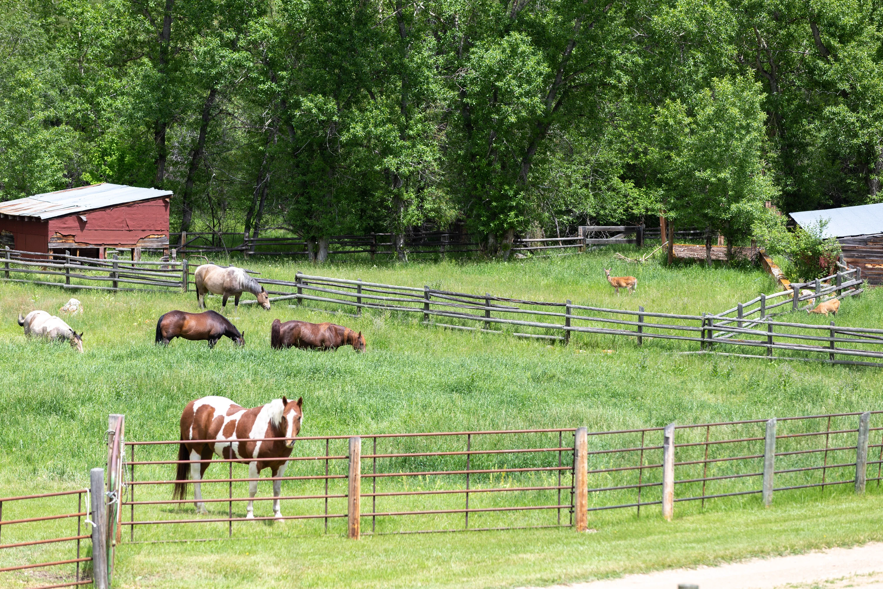 43 Rapid Creek Road, Sheridan, Wyoming 82801 - holy-cow-ranch-43-rapid-creek-road-sheridan-wyoming54_ski8yh
