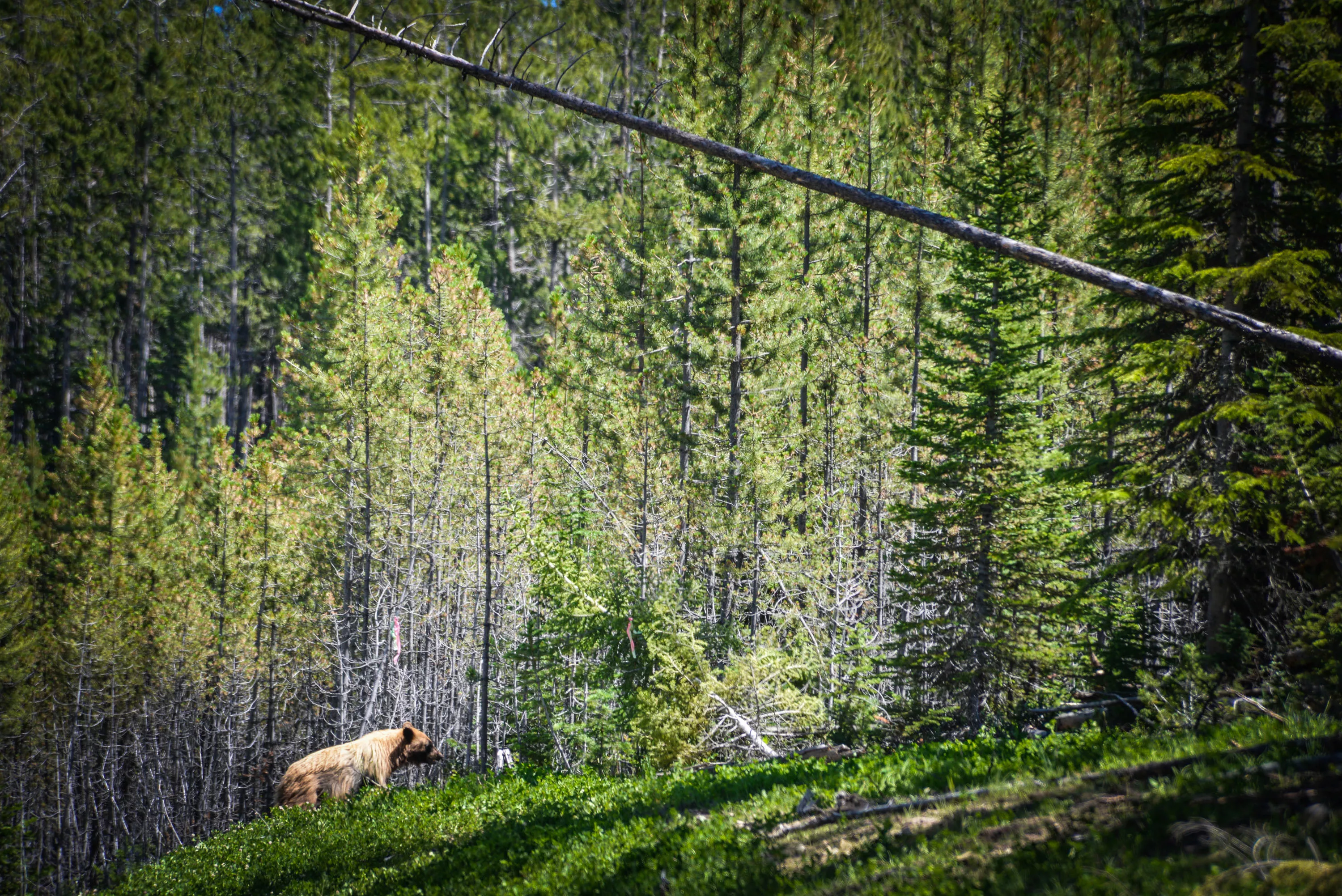 Yellowstone Preserve, Big Sky, Montana  - yellowstone-preserve-big-sky-mt-elk-sage_02_a9andj