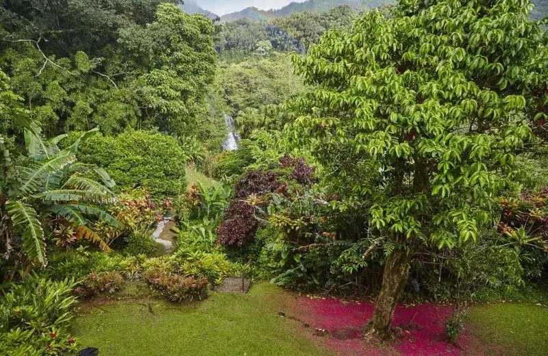 From the moment you pull up the long, banyan tree-lined road of Nu'uanu Pali Drive, you’ll be transported back to a time and place of relaxation, tranquility, and understated luxury. With land adjacent to the property once used as a retreat for King Kameh