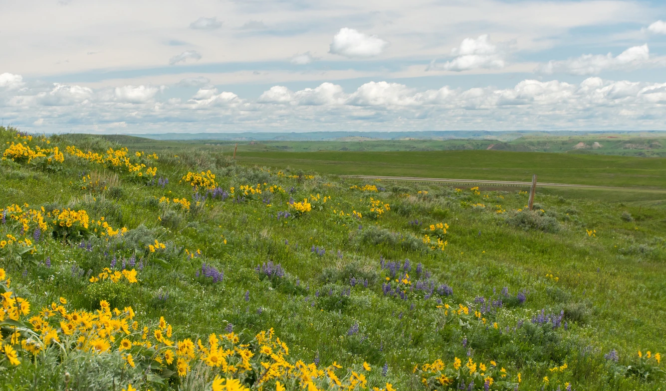 Wyoming Field iStock-1715574444