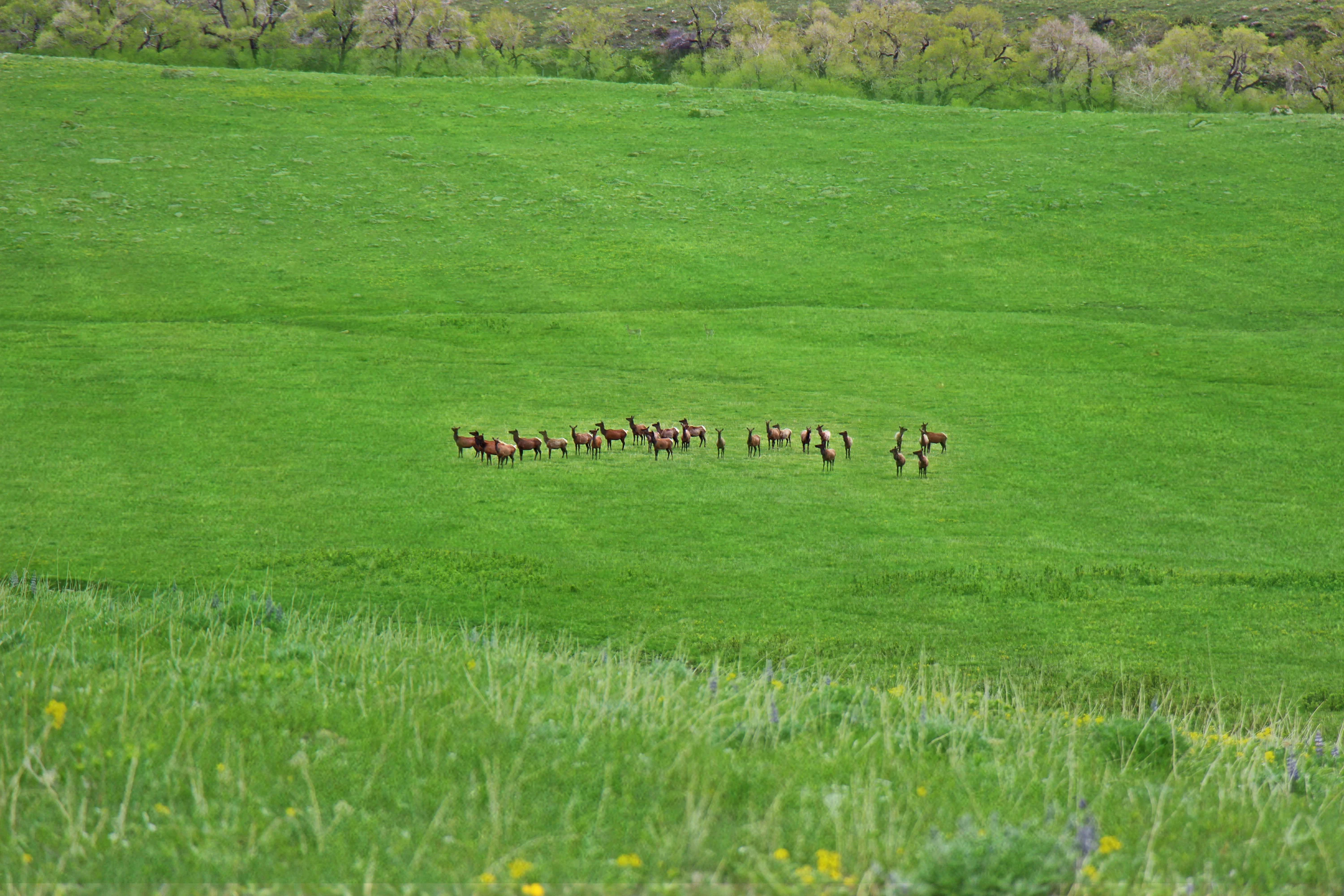 43 Rapid Creek Road, Sheridan, Wyoming 82801 - holy-cow-ranch-43-rapid-creek-road-sheridan-wyoming62_jqjknt