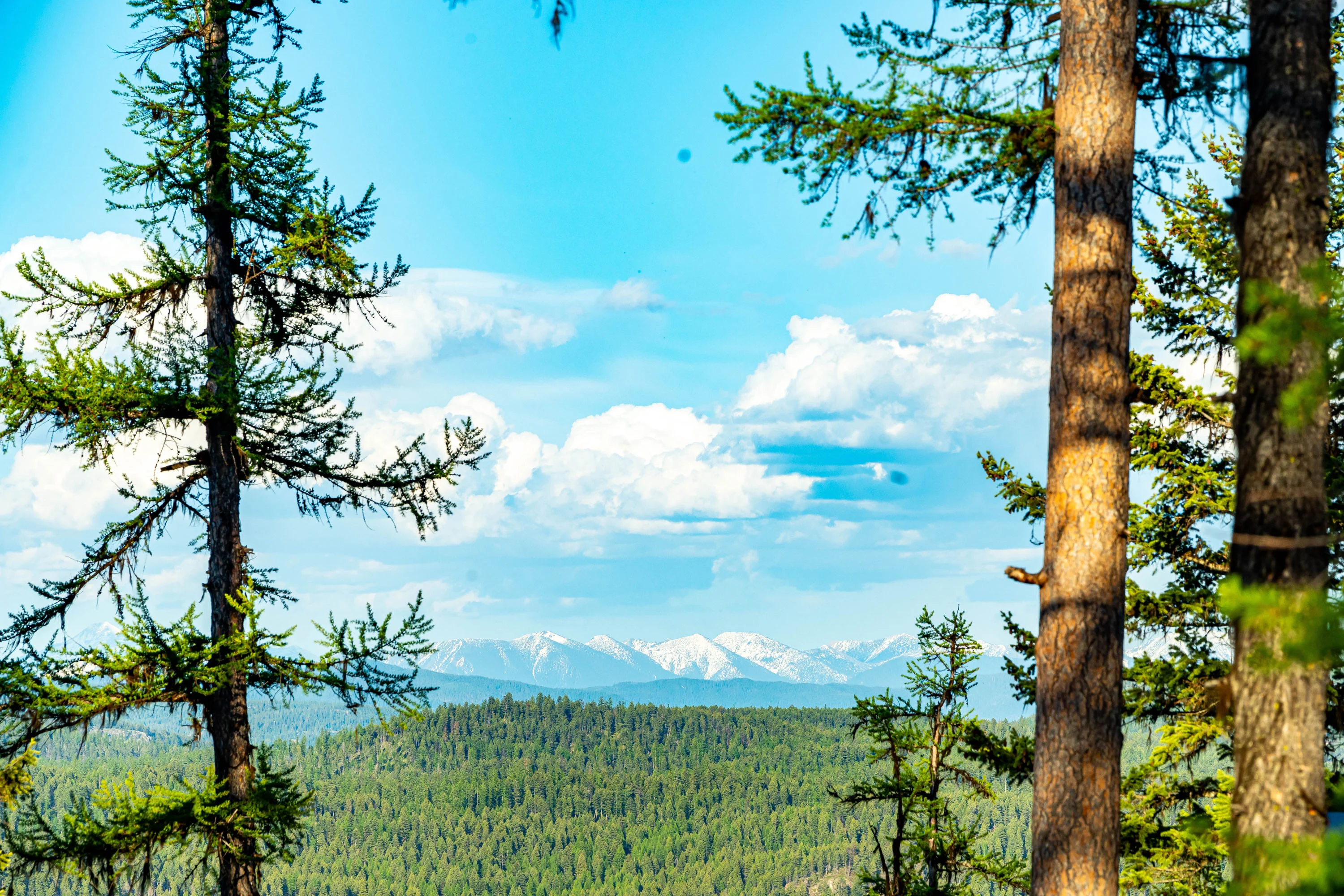 31 Forest Path Drive, Whitefish, Montana 59937 - On_The_Rocks_Treehouse_35_uzlufo