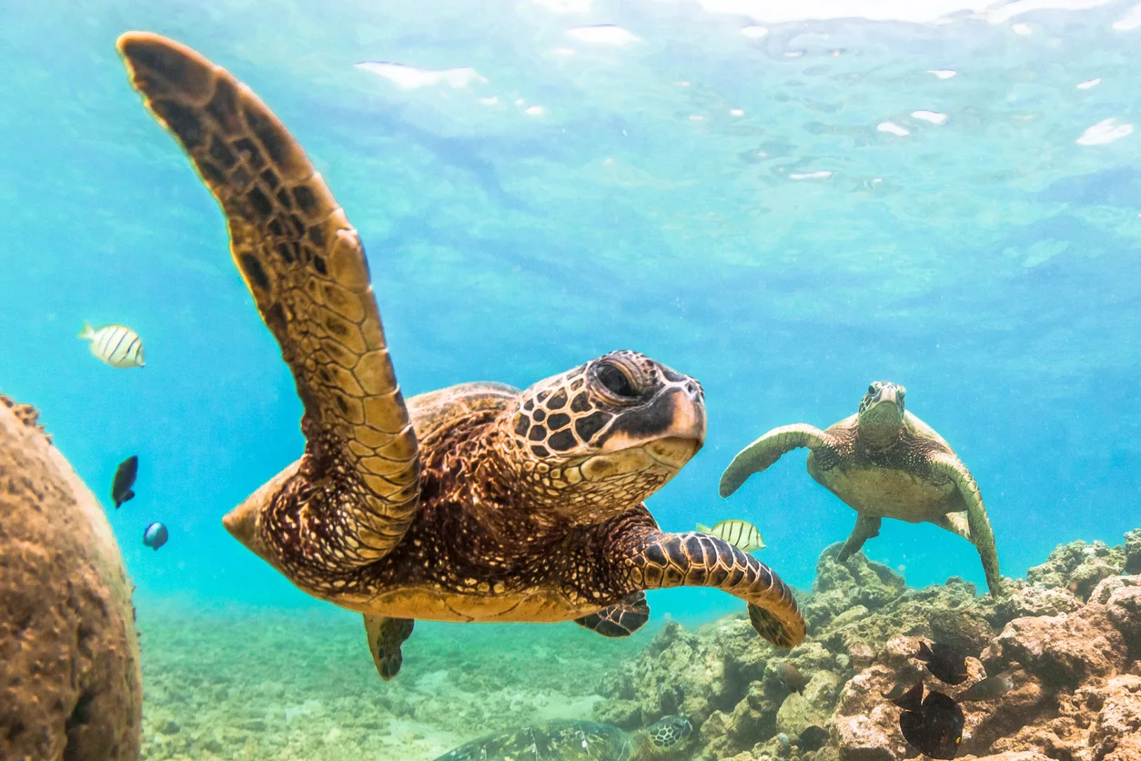 56-1089 Kamehameha Hwy, North Shore, Oahu, Hawaii 96731 - iStock-518533868_v26fxq