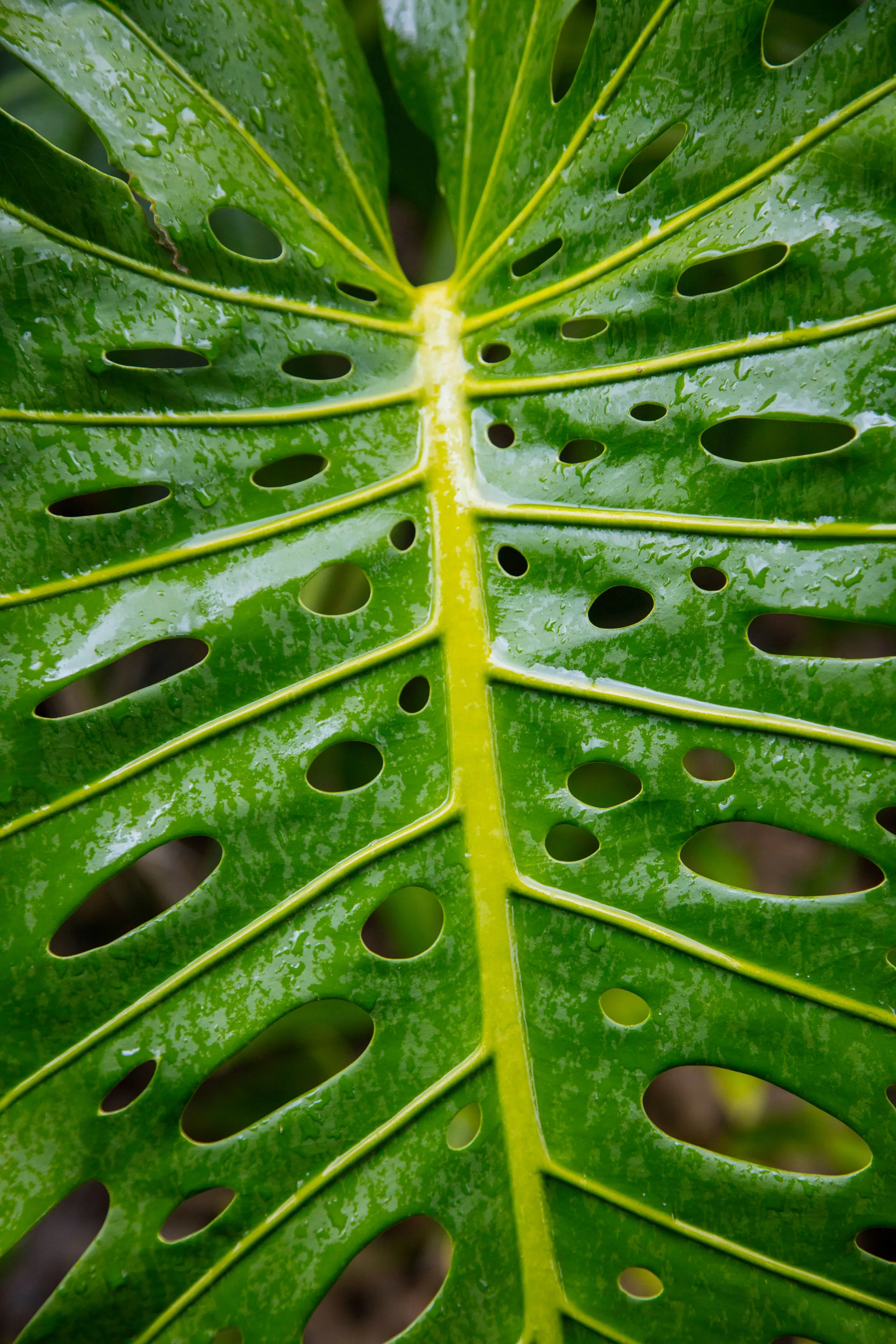 Olu Pua Gardens, Kauai, Hawaii  - olu-pua-gardens-kalaheo-kauai-hi-24-22-22-27-2727_htorq1