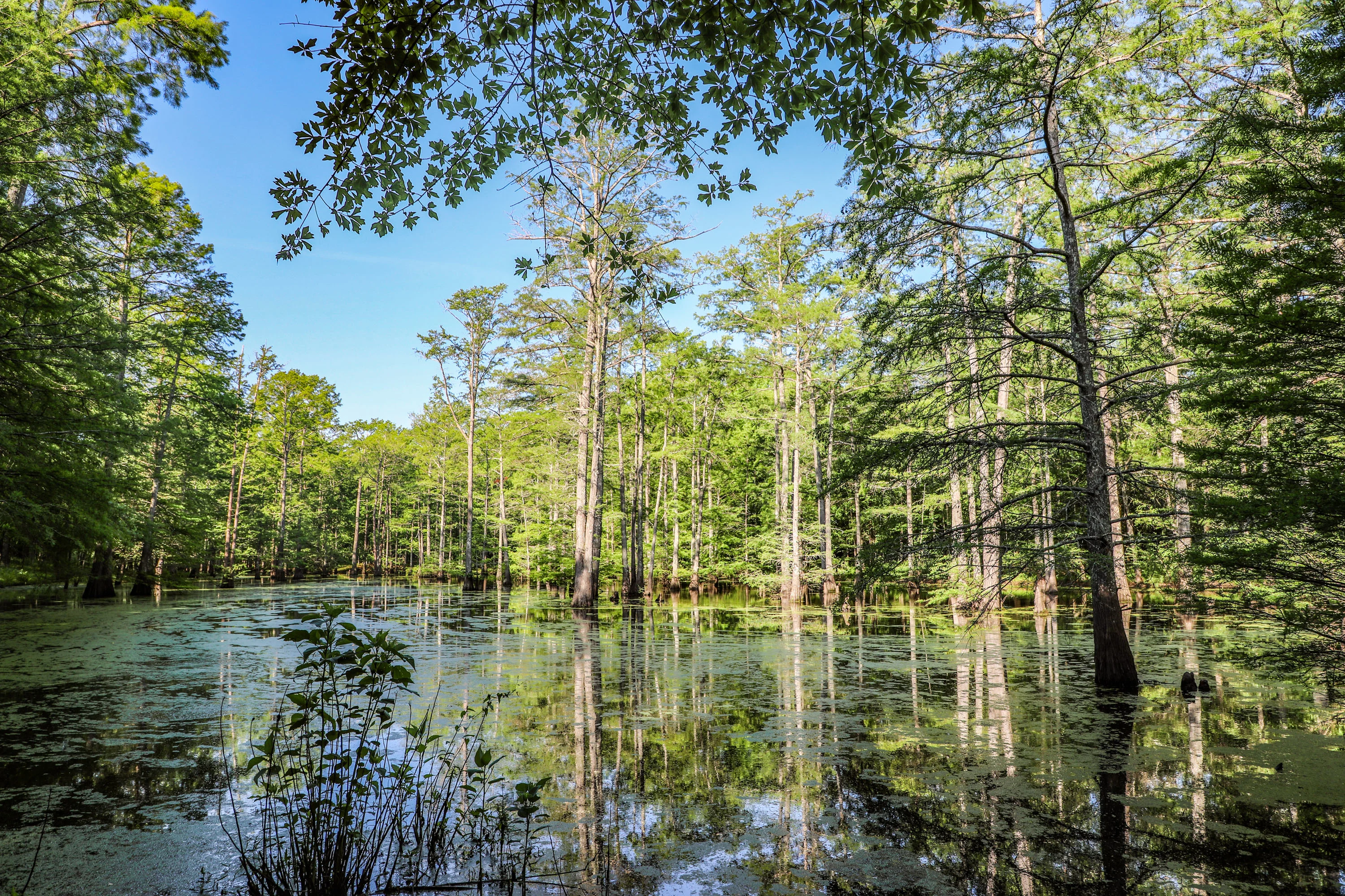 Nix Lower Bayou, East Texas, Texas 75657 - 601-fm-134-jefferson-texas05_r1oifs