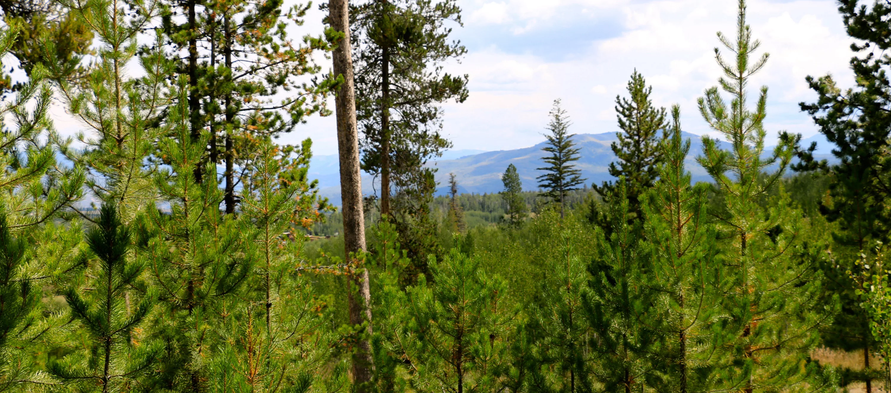 5925 West Lazy H Road, Jackson Hole, Wyoming 83014 - 5925-west-lazy-h-rd-luxury-real-estate-28_ww8zh8